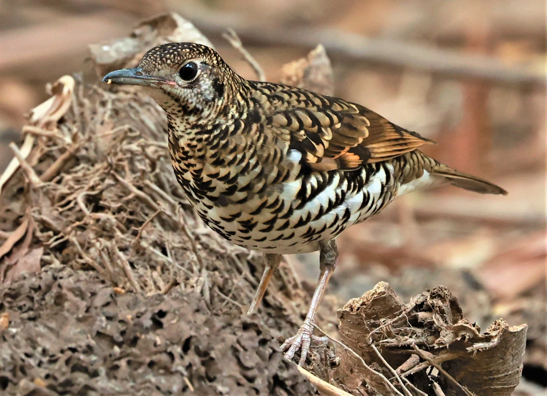 White's Thrush (Zoothera aurea) Putthamonthon Park Nakhon Pathom Thailand (176).jpg
