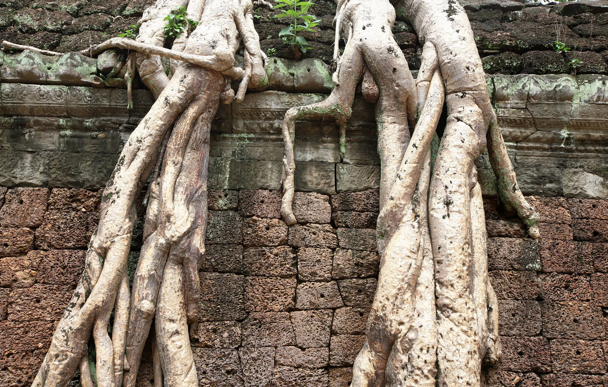TA PROHM TEMPLE CAMBODIA - JULY 2010 (14).JPG