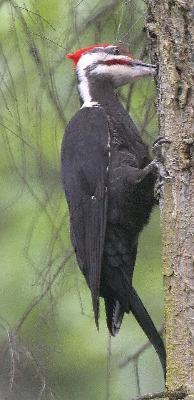 BIRD - WOODPECKER - PILEATED WOODPECKER - GASMAN (4).jpg