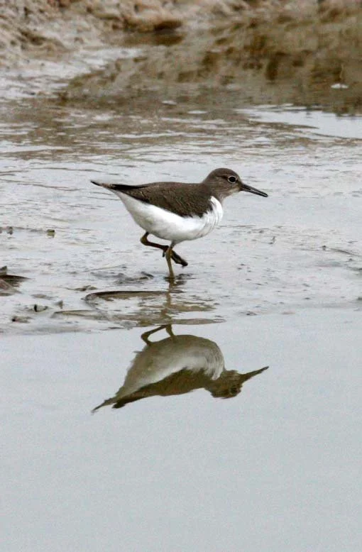 BIRD - SANDPIPER - COMMON SANDPIPER- YANCHENG CHINA (1).JPG