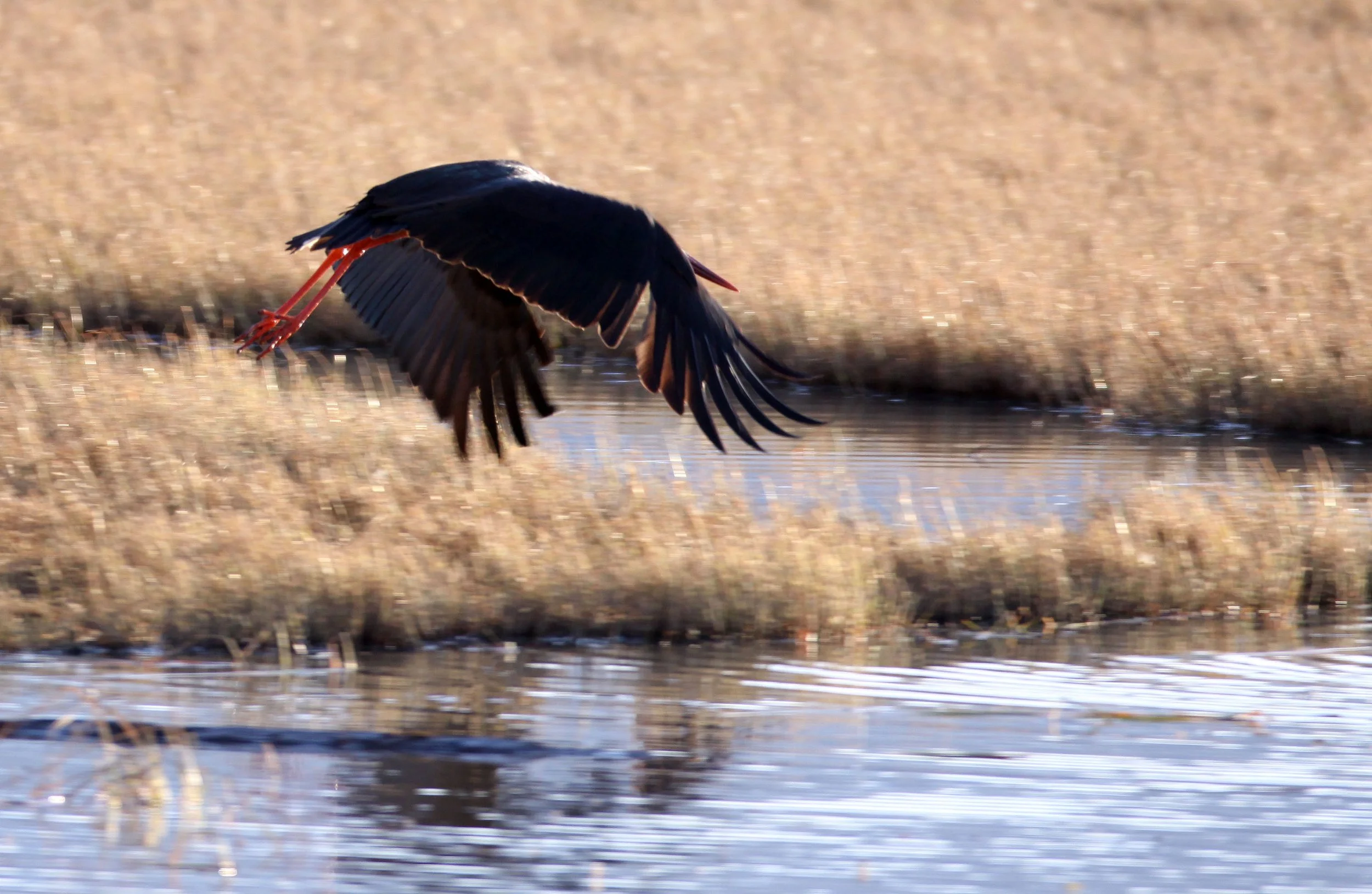 STORK - BLACK STORK - Ciconia nigra - NAPAHAI WETLANDS YUNNAN CHINA (5).JPG