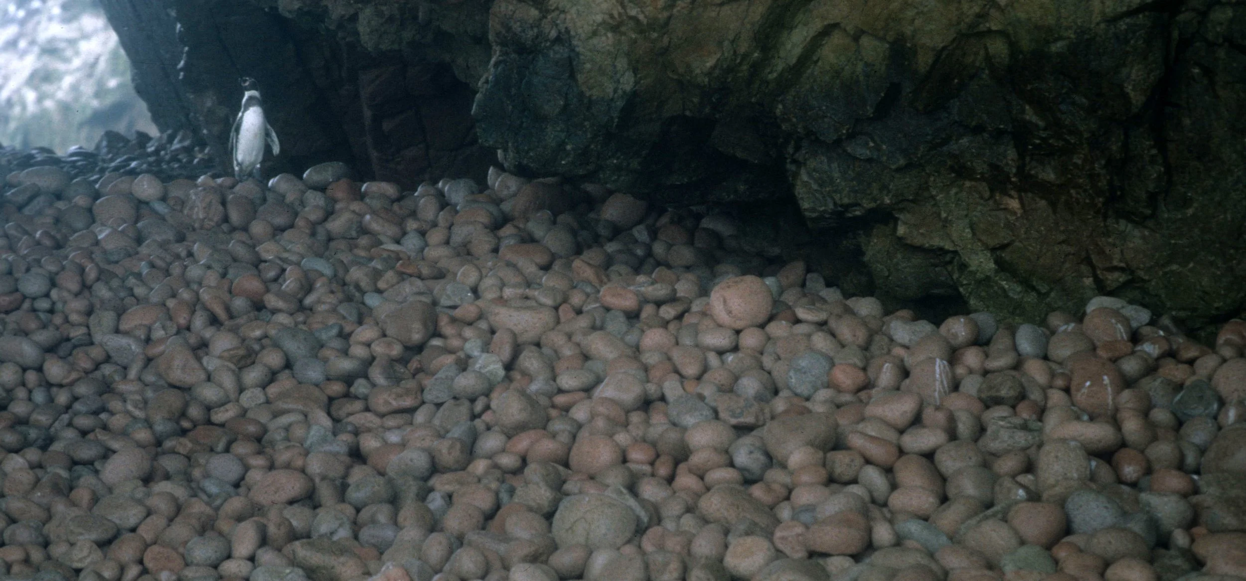 Humboldt Penguin (Spheniscus humboldti) Paracas Peru (1).jpg