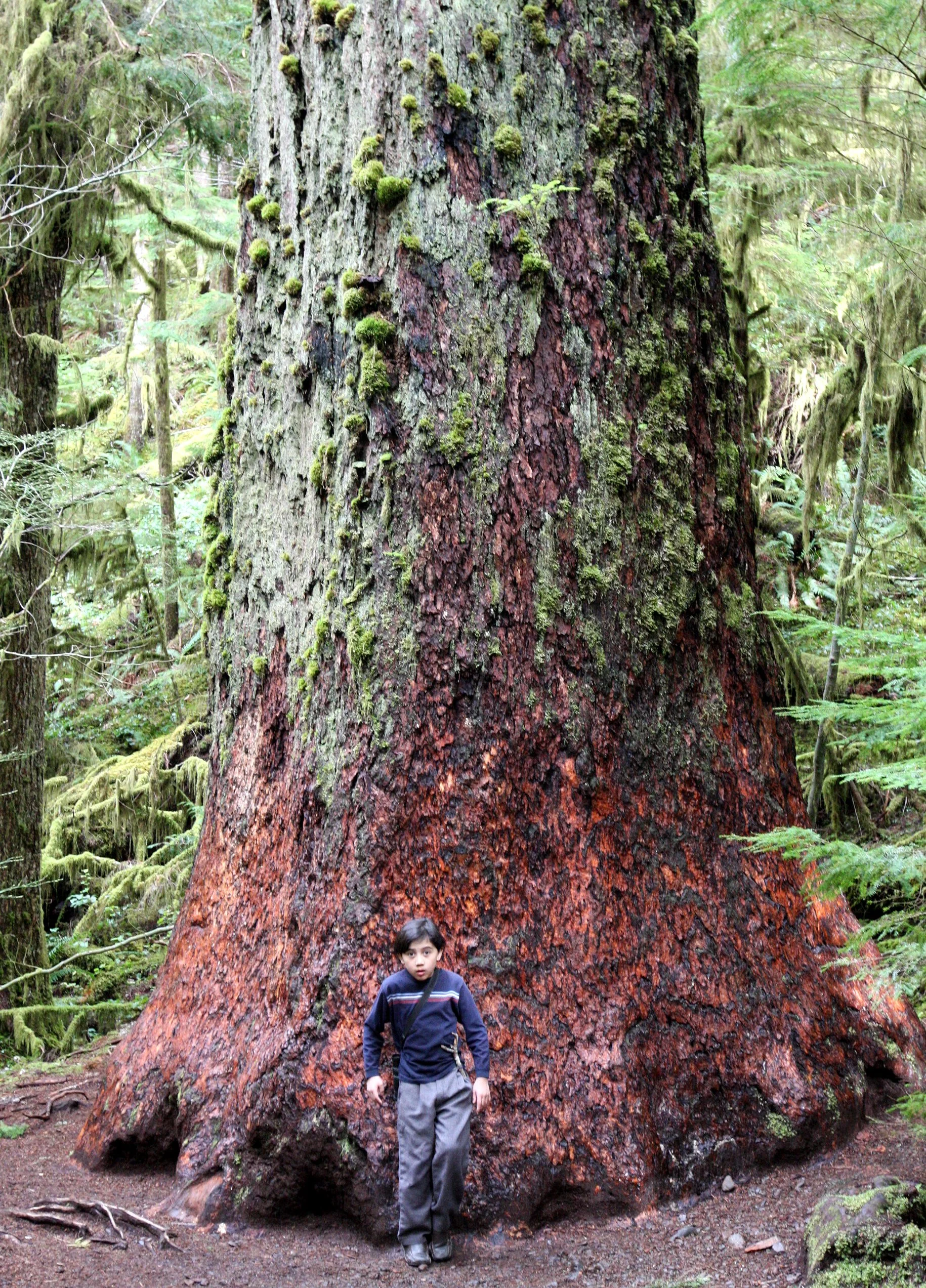 2010-3-20 MARYMERE FALLS WALK.JPG