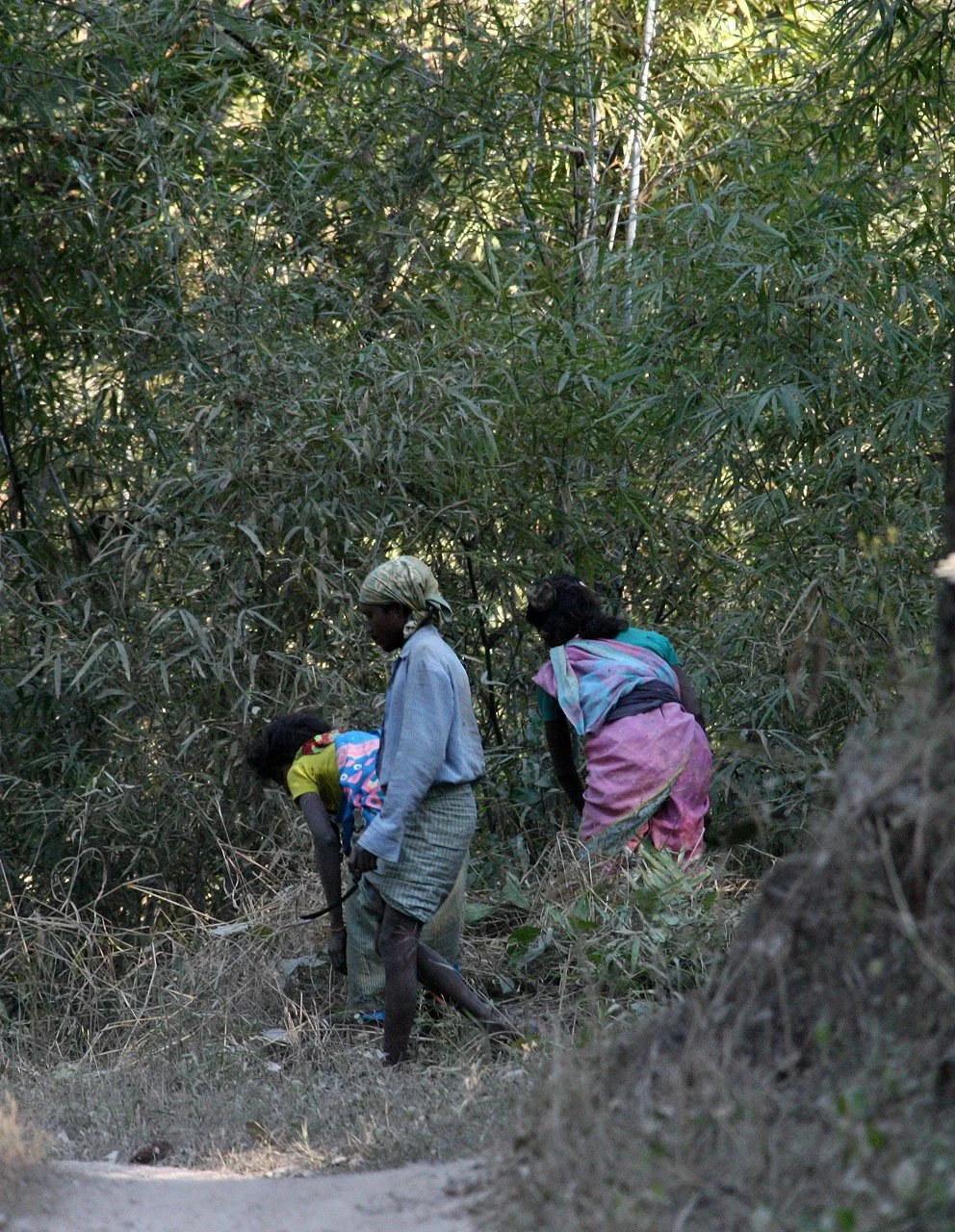 MADHYA PRADESH - KANHA NATIONAL PARK MADHYA PRADESH INDIA (54).JPG
