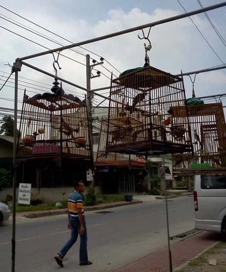 2011 Nakhonsithammarat Kak's Kid's Birth (58).jpg