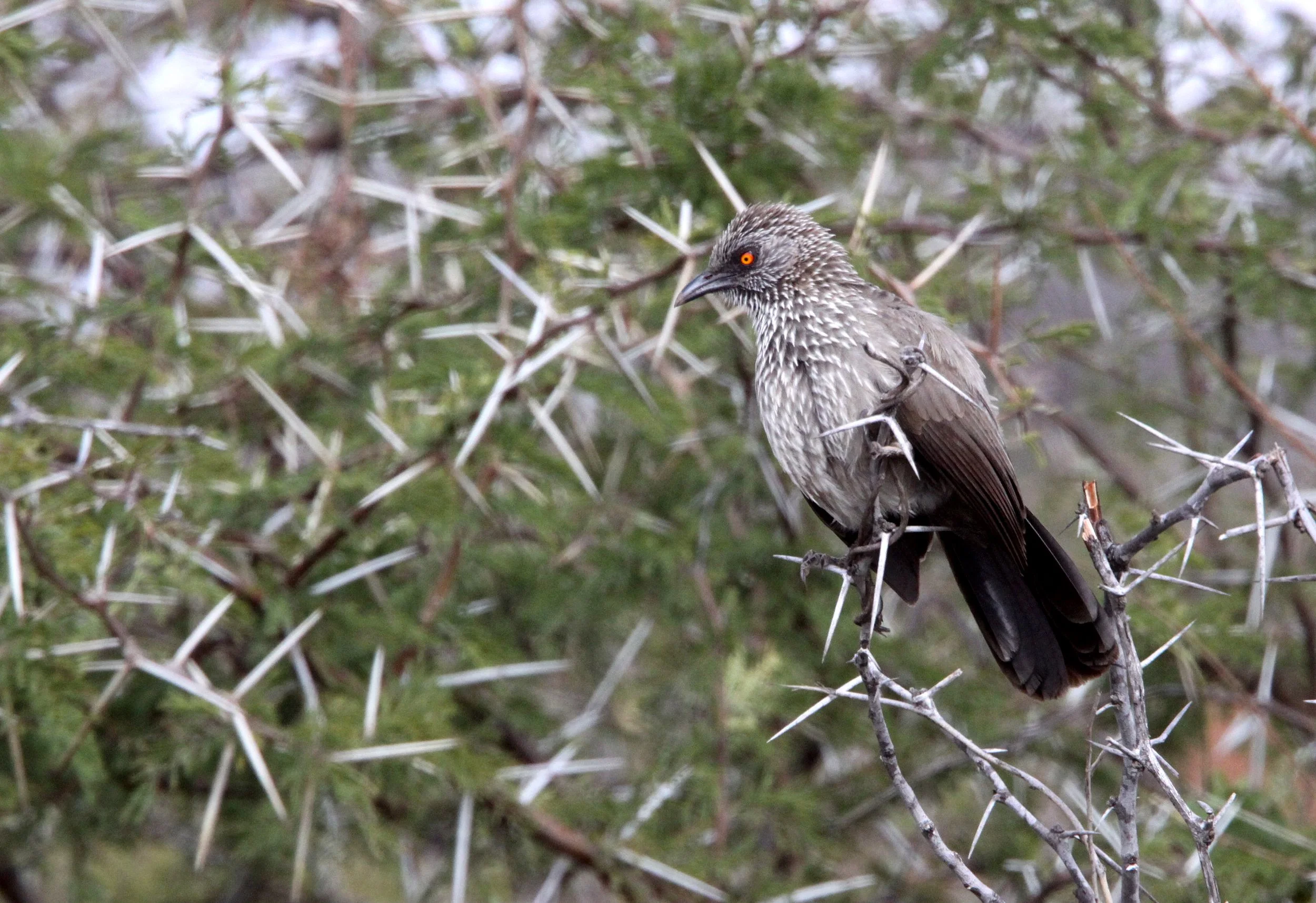 BIRD - BABBLER - ARROW-MARKED BABBLER - TURDOIDES JARDINEII - KRUGER NATIONAL PARK SOUTH AFRICA (7).JPG