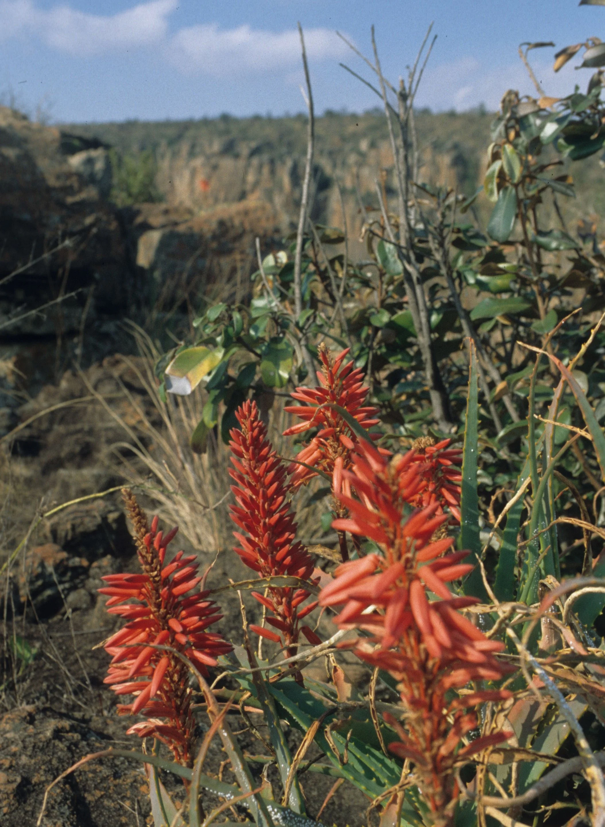 RSA - PLANT - RED HOT POKER.jpg