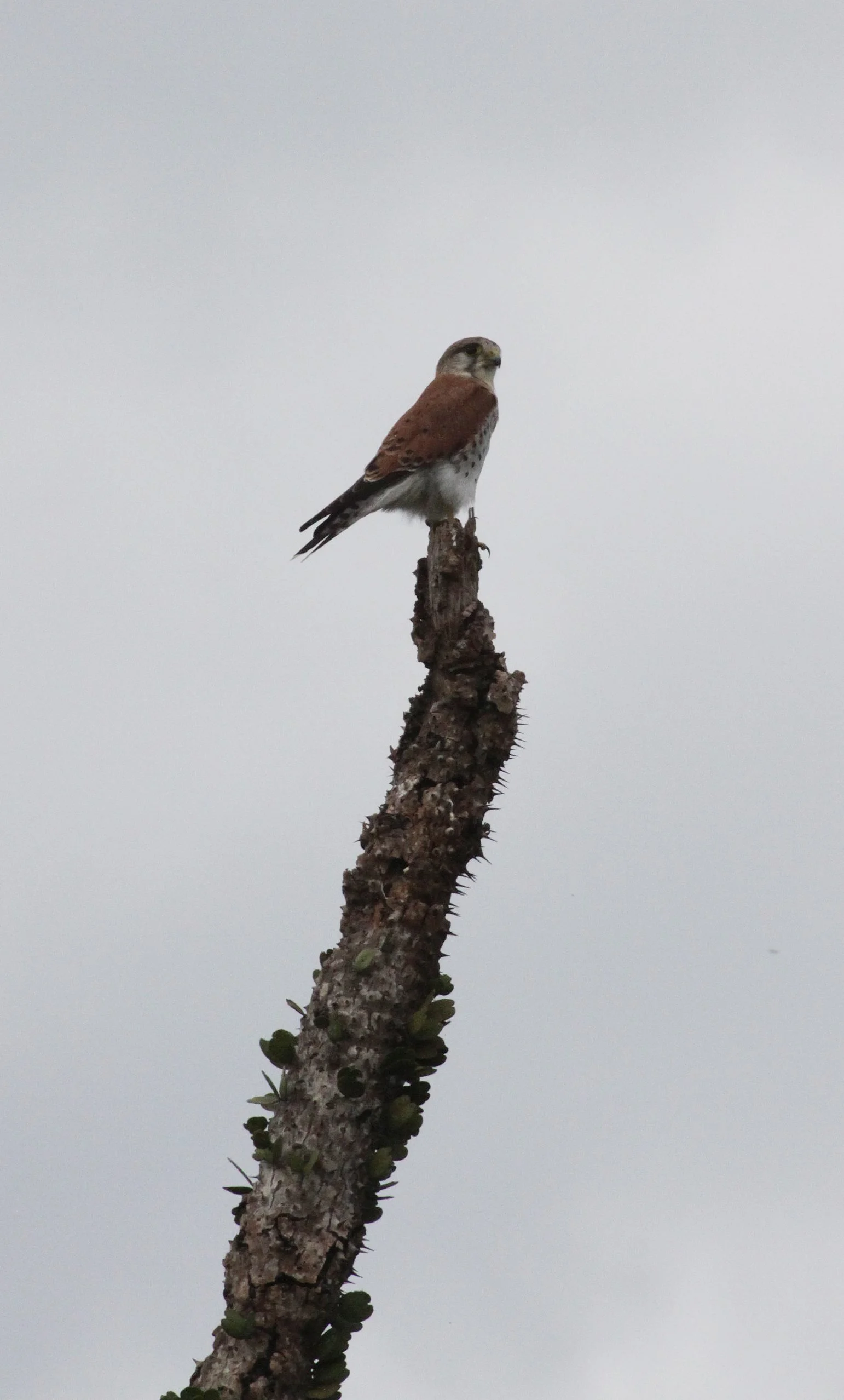 BIRD - KESTREL - MADAGASCAR KESTREL - FALCO NEWTONI - ANDOHAHELA NATIONAL PARK (6).JPG