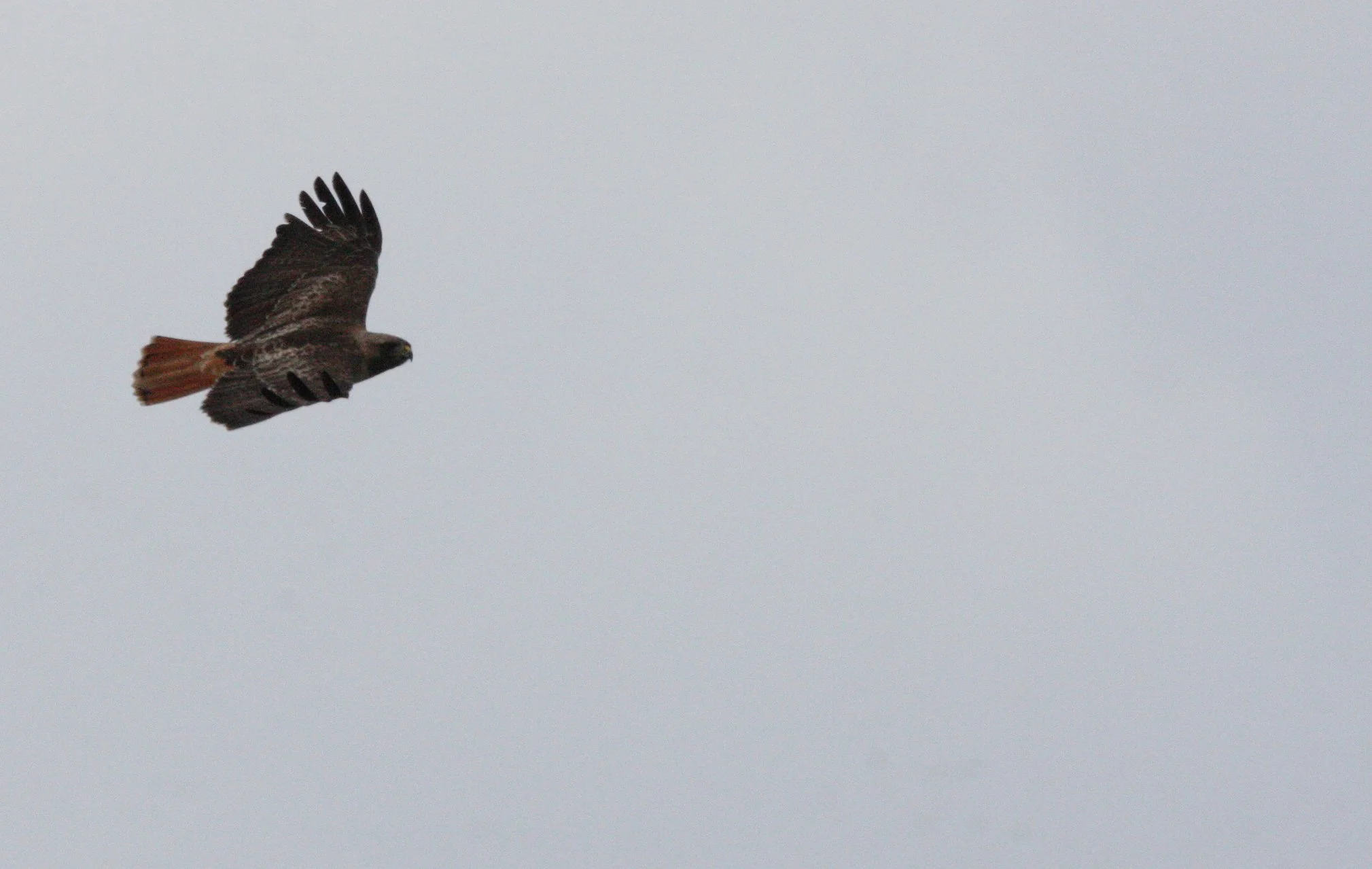 Buteo jamaicensis - RED-TAILED HAWK - MENDOCINO COAST CALIFORNIA (2).JPG