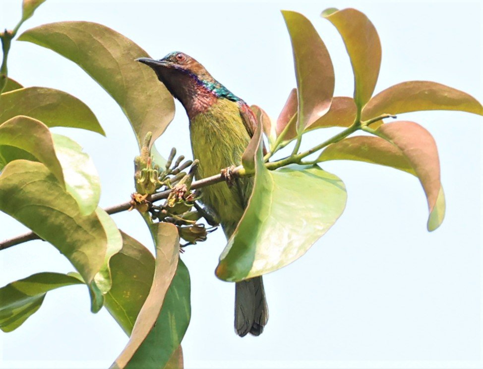 SUNBIRD - BROWN-THROATED SUNBIRD - Anthreptes malacensis - KRUNG CHING, KHAO LUANG NP NST, APRIL 2022 (5).jpg