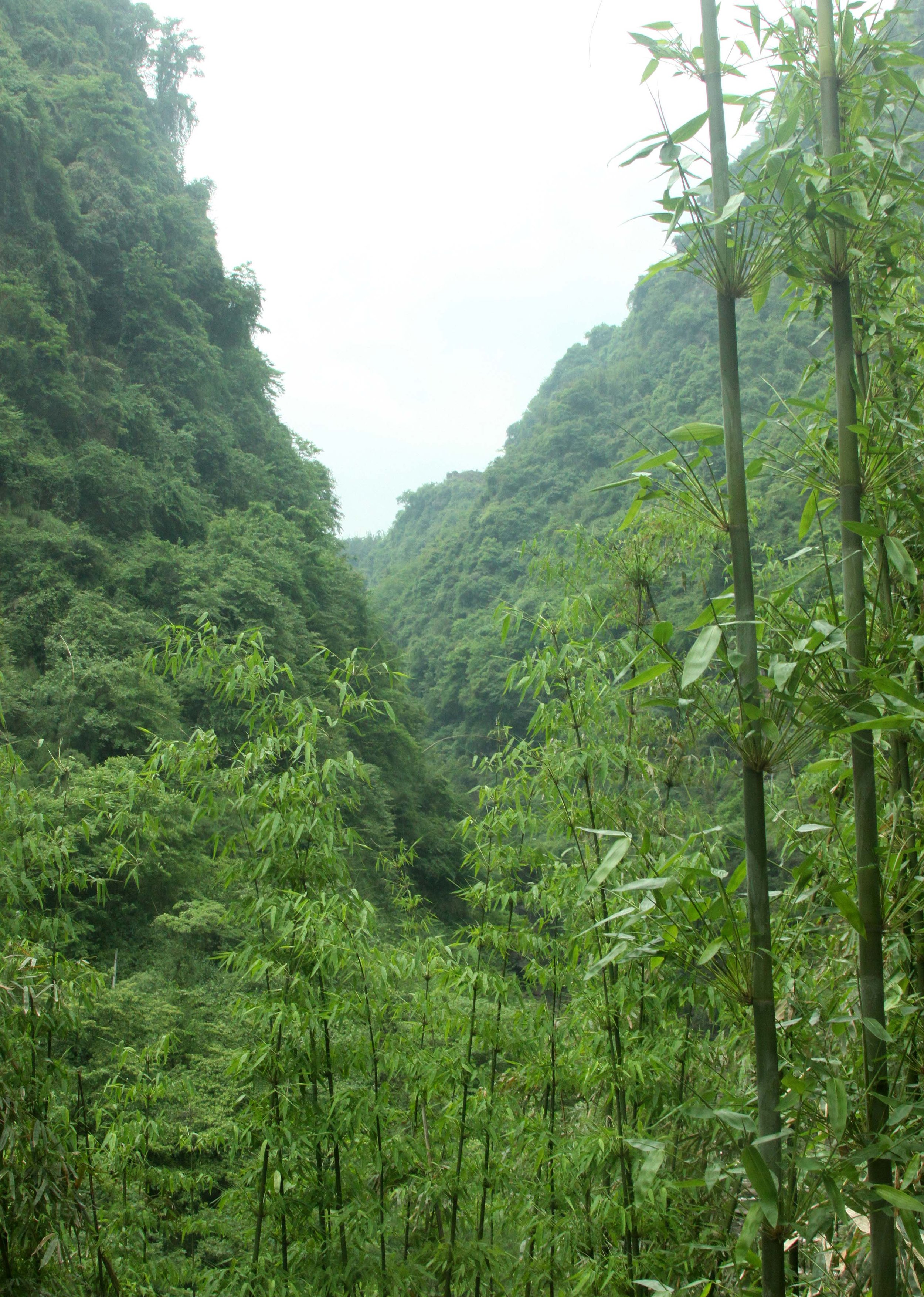 BIFENGXIA GORGE - SICHUAN CHINA (2).JPG