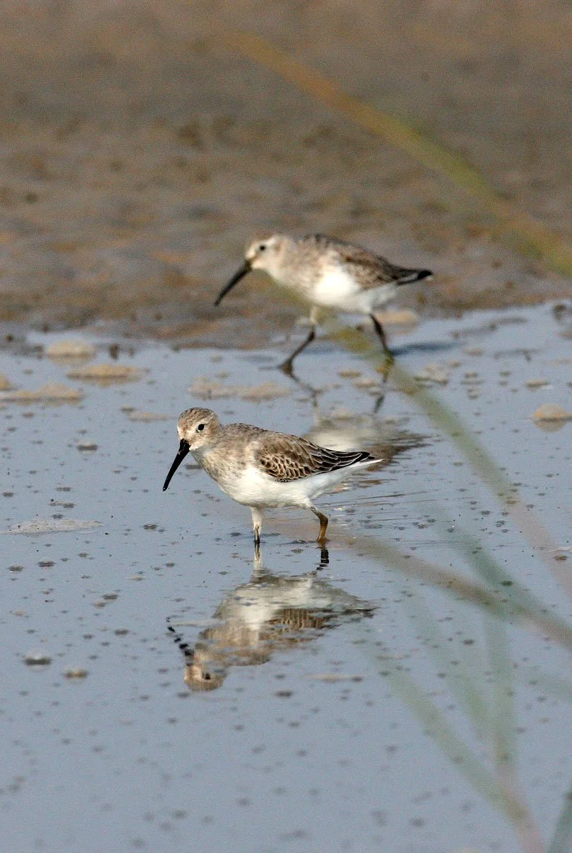 BIRD - DUNLIN -  NANKOU, RUDONG, CHINA (15).JPG