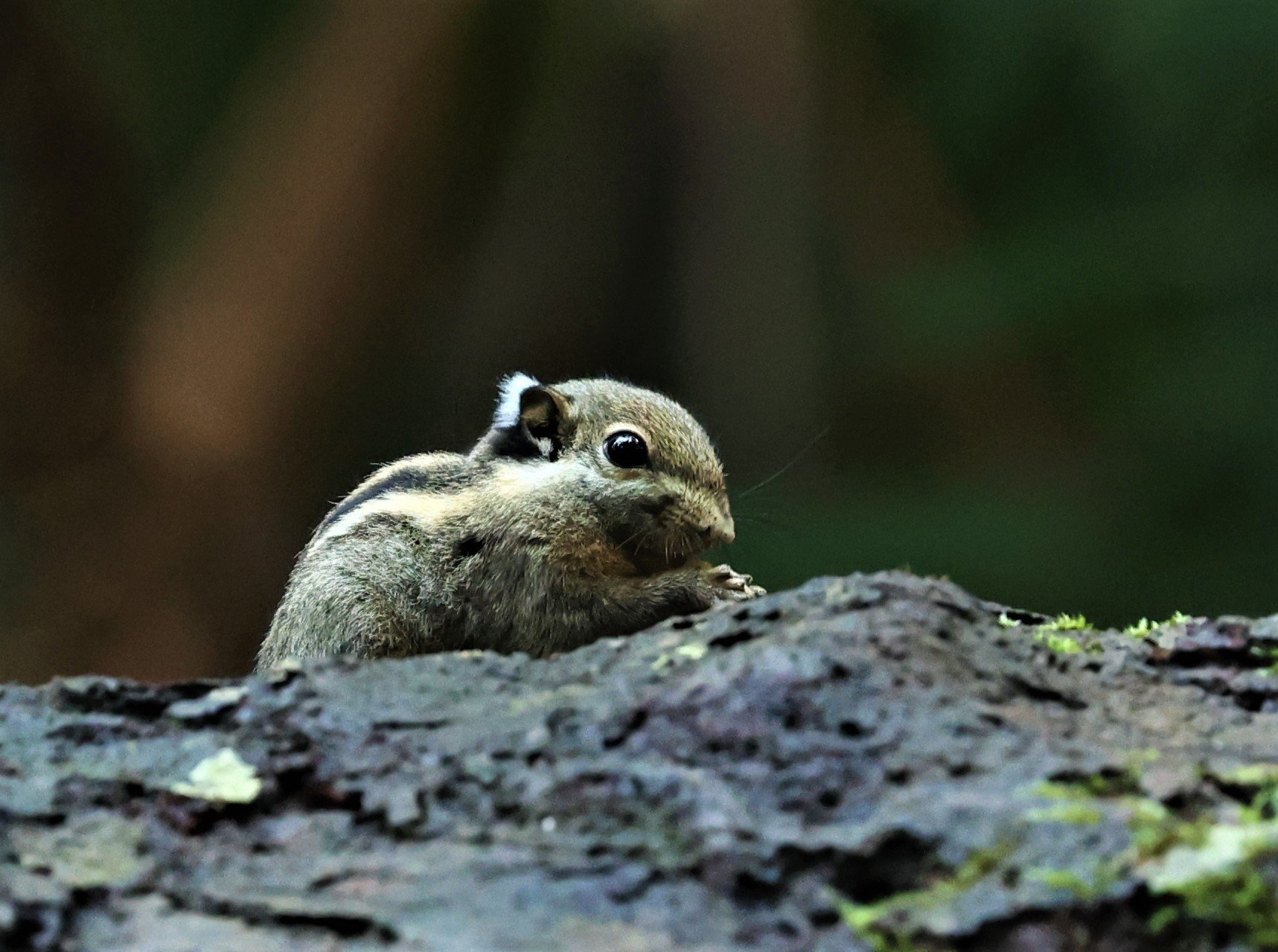 Tamiops mcclellandii - HIMALAYAN STRIPED SQUIRREL - BUKIT TINGGI MALAYSIA JUNE 2022 (8).jpg