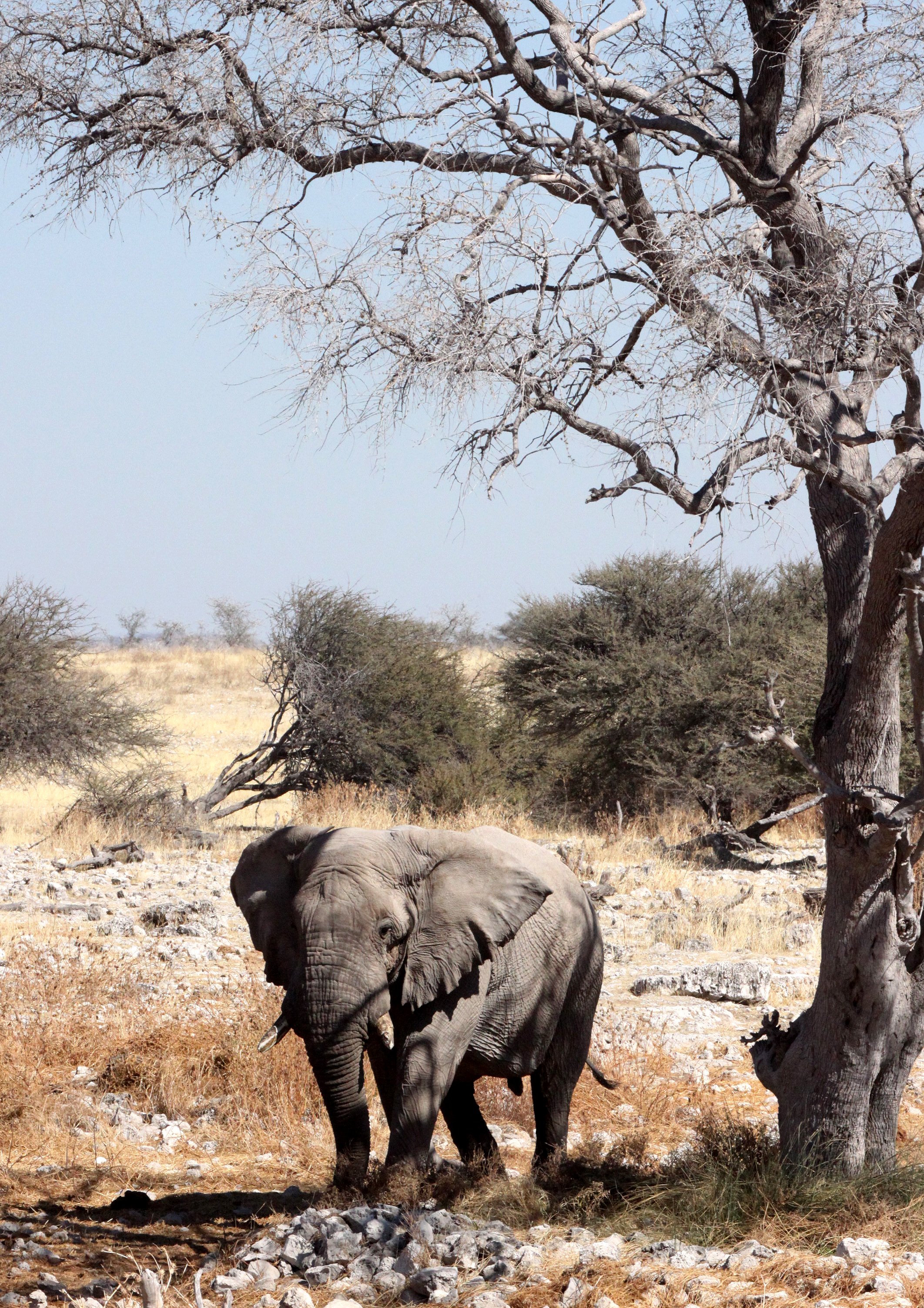 ELEPHANT - AFRICAN ELEPHANT - ETOSHA NATIONAL PARK NAMIBIA (116).JPG
