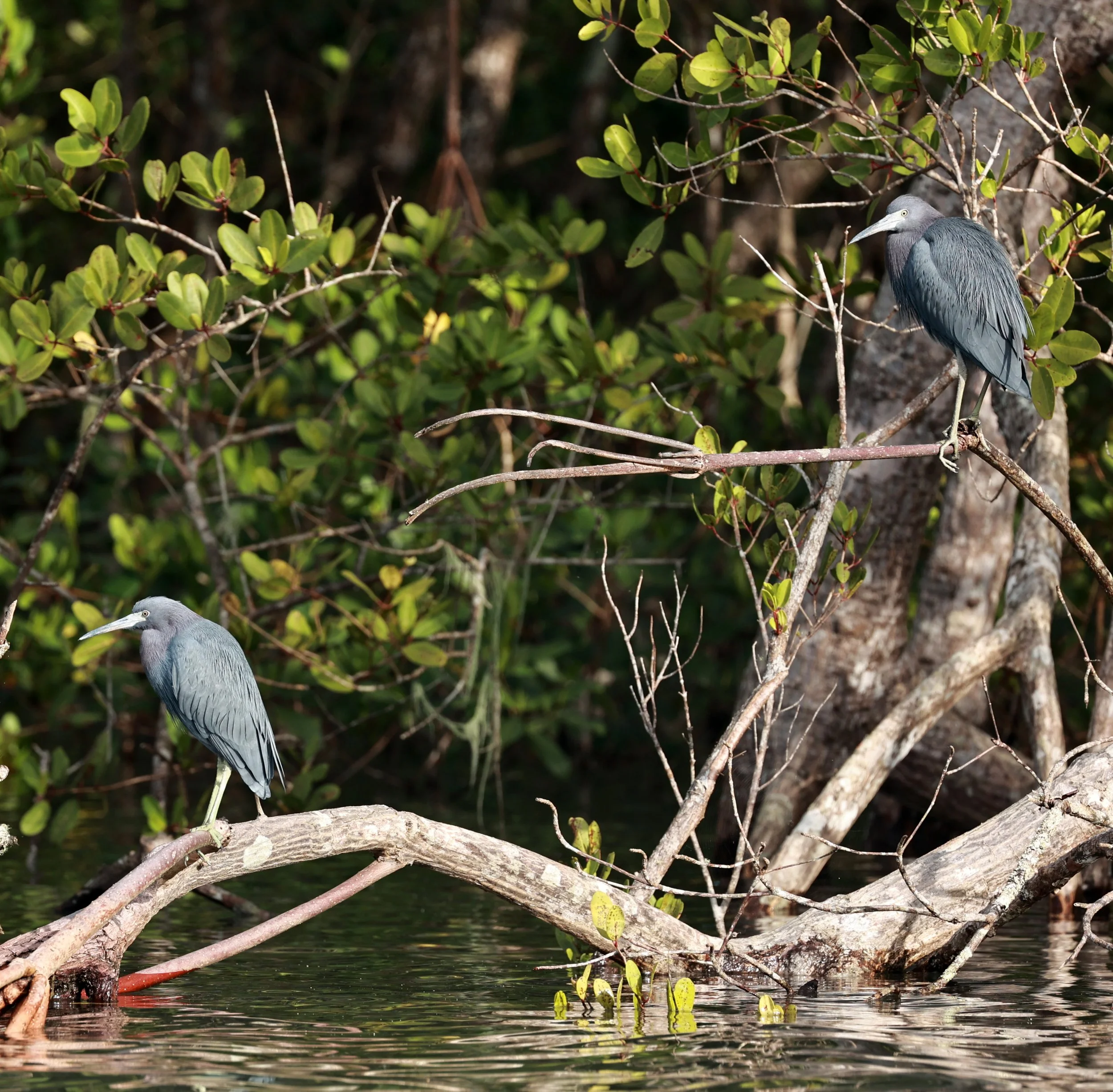 Little Blue Heron (Egretta caerulea) Superagüi National Park, Brazil (10).jpg