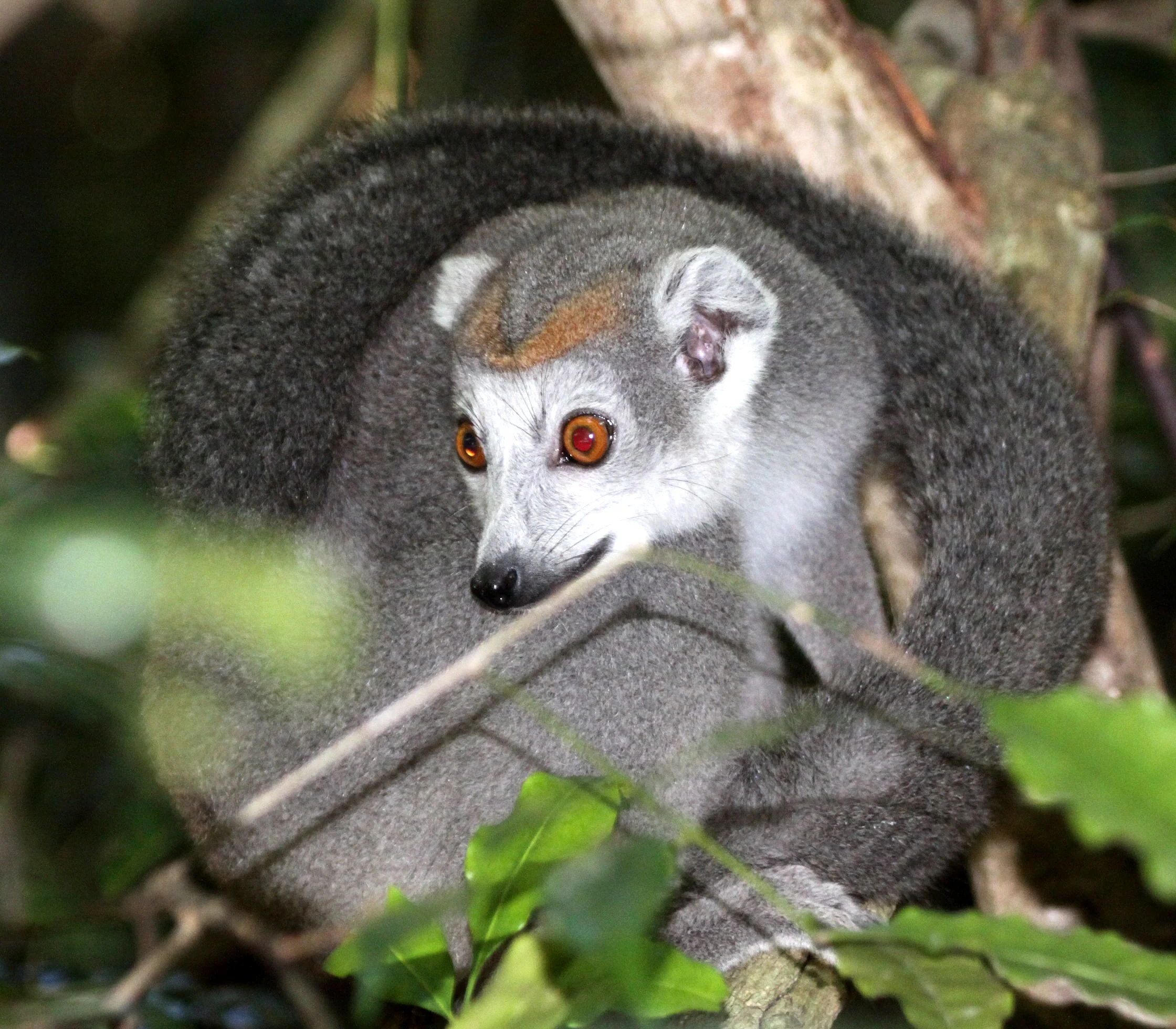 LEMURIDAE - Eulemur coronatus - CROWNED LEMUR - ANKARANA NATIONAL PARK MADAGASCAR (31).JPG