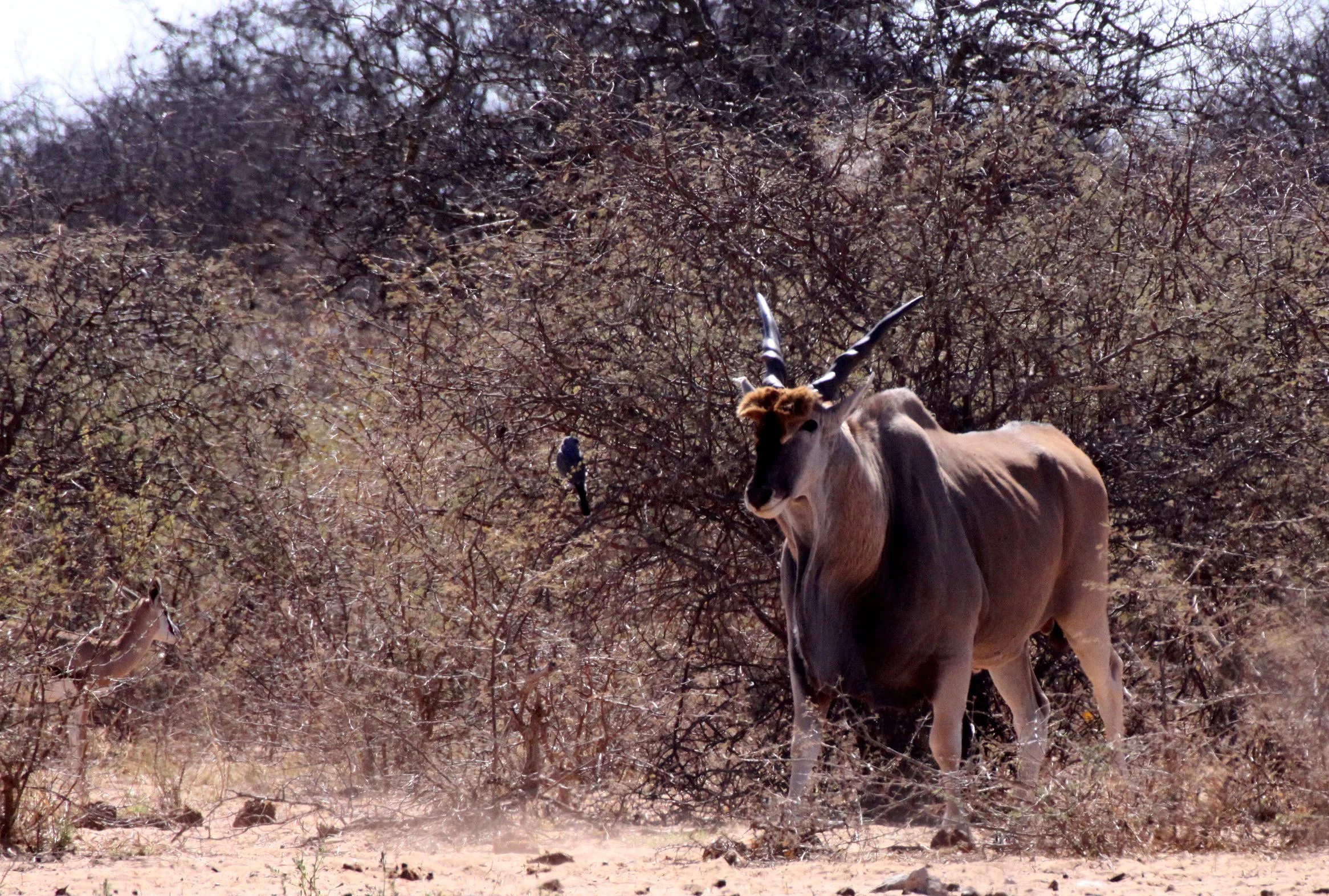 ELAND - LIVINGSTONE'S ELAND - Taurotragus oryx livingstonei - ETOSHA NATIONAL PARK NAMIBIA (15).JPG