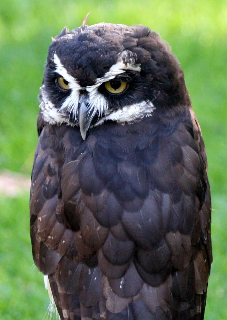 Pulsatrix perspicillata - SPECTACLED OWL - WOODLAND PARK ZOO FROM BELIZE (7).JPG