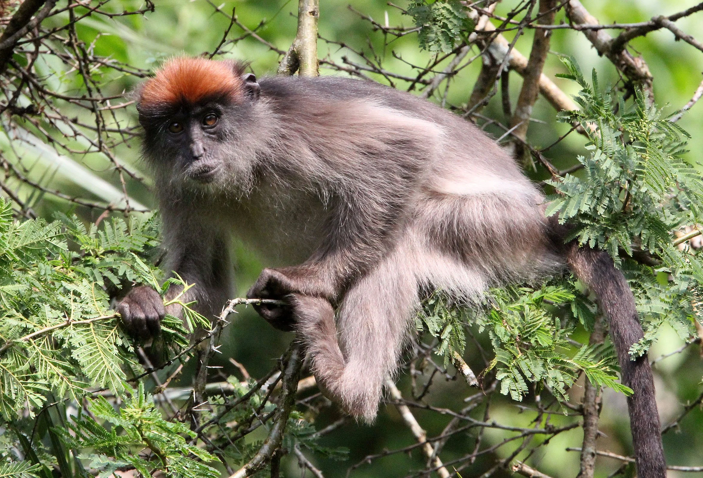 CERCOPITHECIDAE - Piliocolobus tephrosceles - ASHY RED COLOBUS - KIBALE NATIONAL PARK UGANDA BIGODI SWAMP (456).JPG