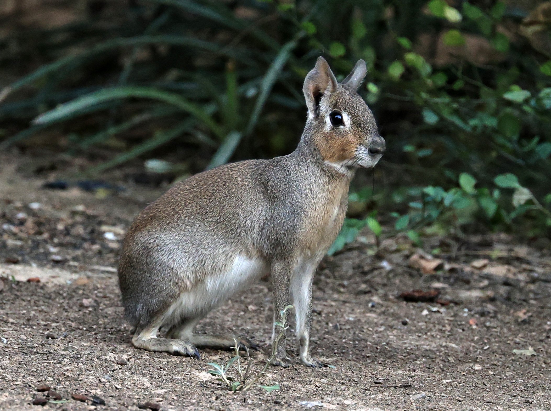 Chacoan Mara (Dolichotis salinicola) Hotel Campestre Iparoma Paraguay (30).jpg