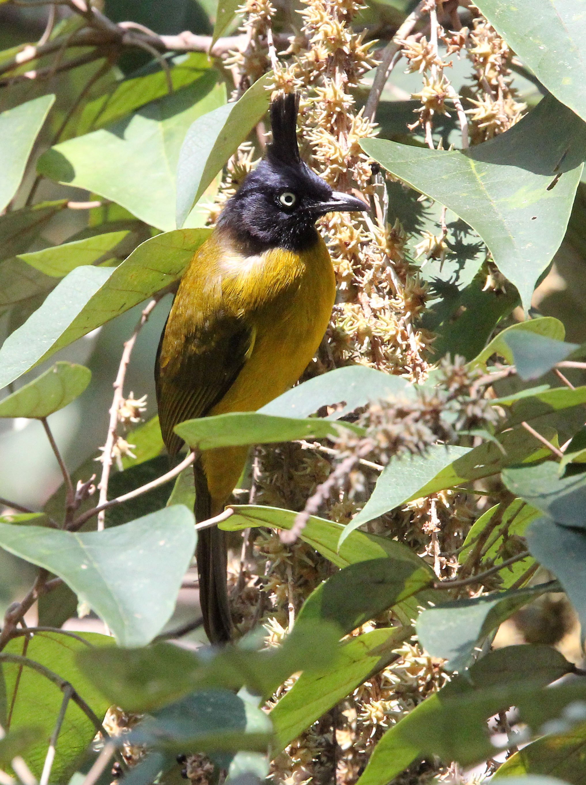 BULBUL - BLACK-CRESTED BULBUL - Pycnonotus melanicterus - KAENG KRACHAN NP THAILAND (69).JPG