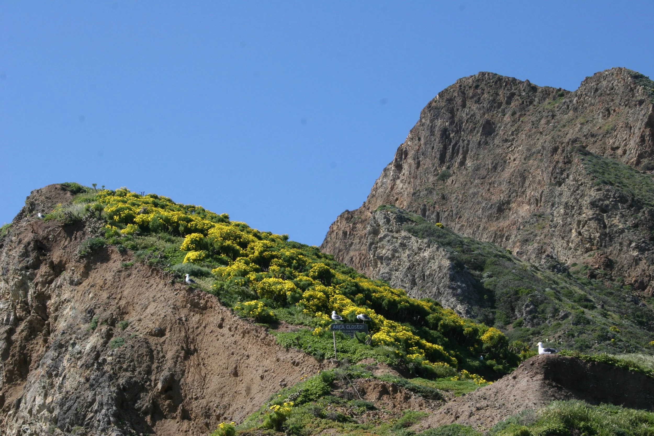 CALIFORNIA - CHANNEL ISLANDS NP - ANACAPA ISLAND - COREOPSIS SPECIES -  Giant Coreopsis forest (2).jpg