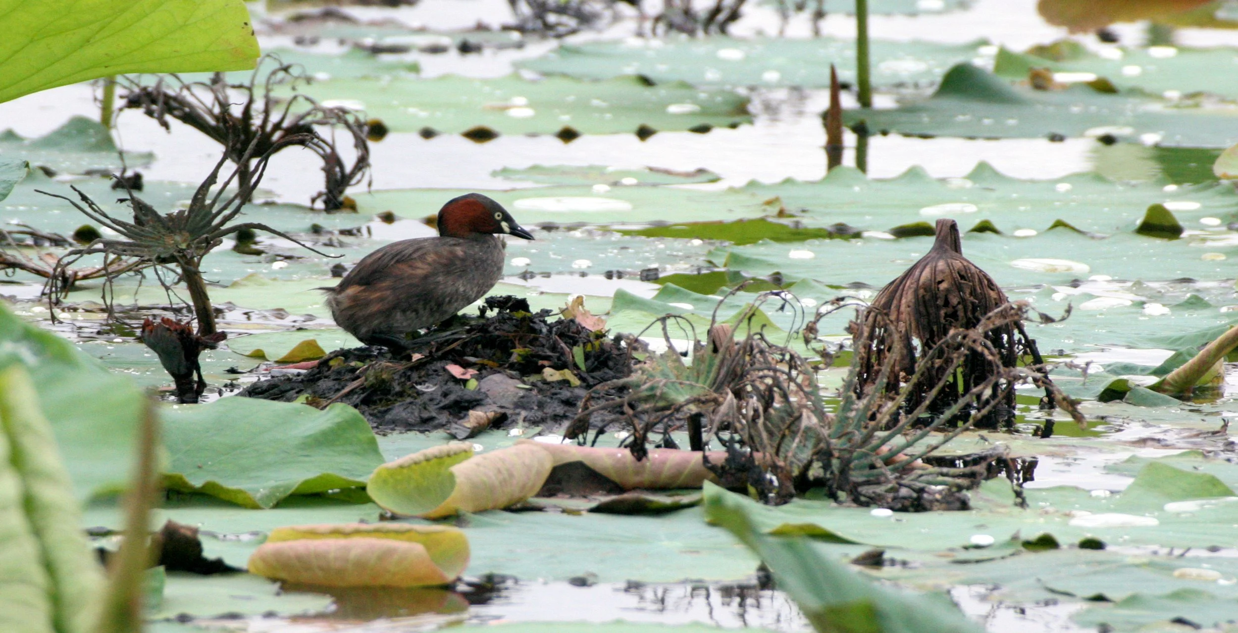 Little Grebe (Tachybaptus ruficollis) Bueng Boraphet Wetlands Nakhon Sawan Thailand (65).JPG