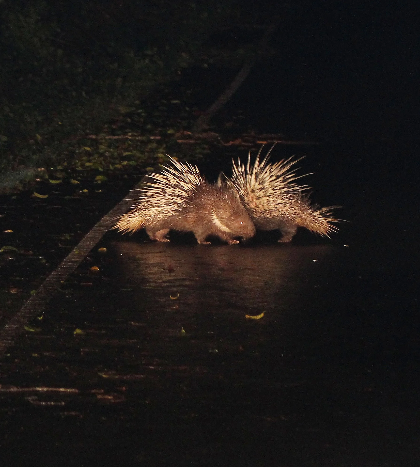 Hystrix brachyura - MALAYAN PORCUPINE - KHAO YAI NP THAILAND (79).JPG