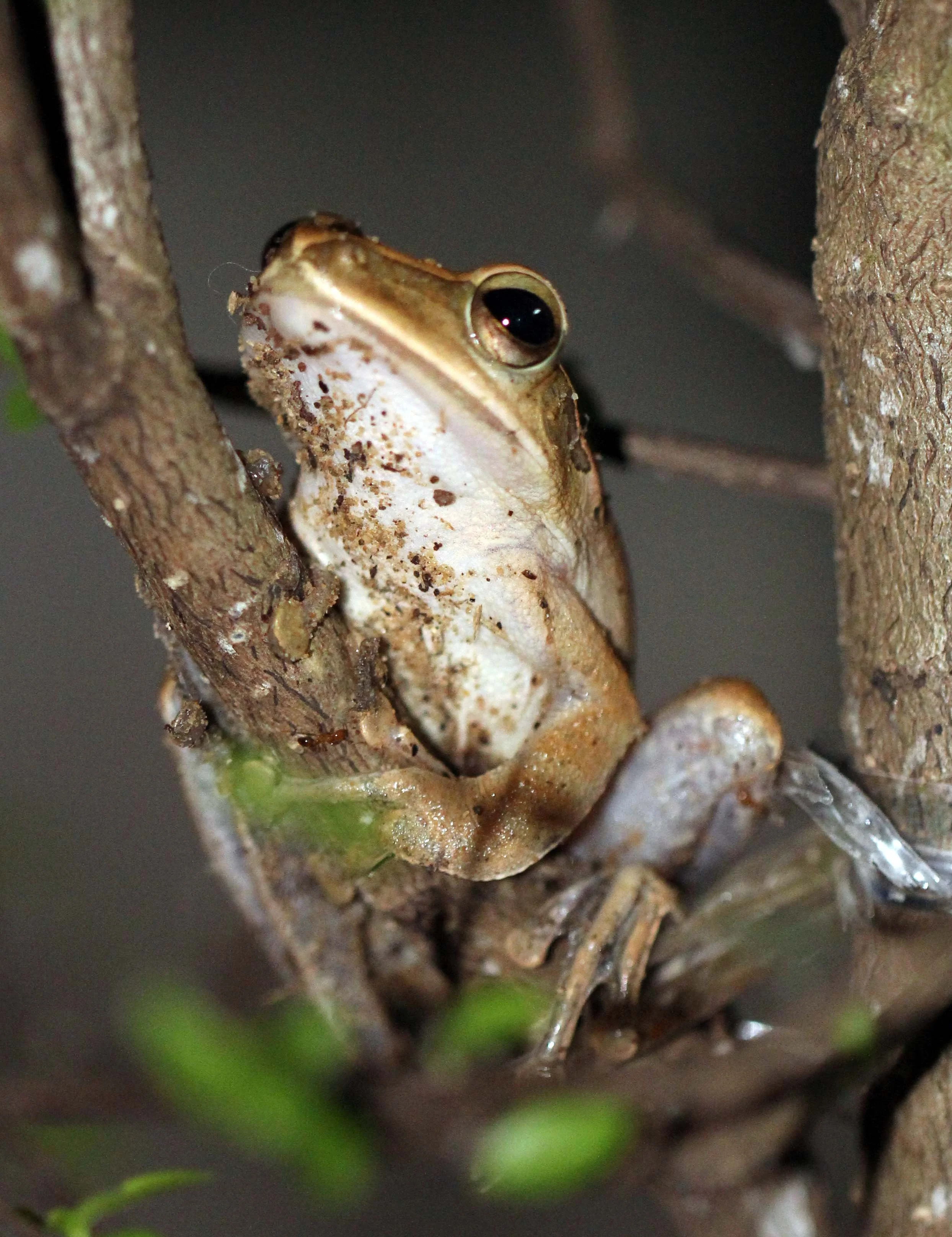 2013 - BANGKOK - NOVEMBER 2013 - MARCH 2014 (218).JPG