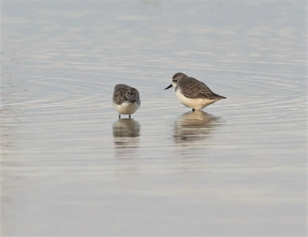 SANDPIPER - SPOON-BILLED SANDPIPER - Calidris pygmeus - PAK THALE 16 & 19 OCTOBER 2021 (63).jpg