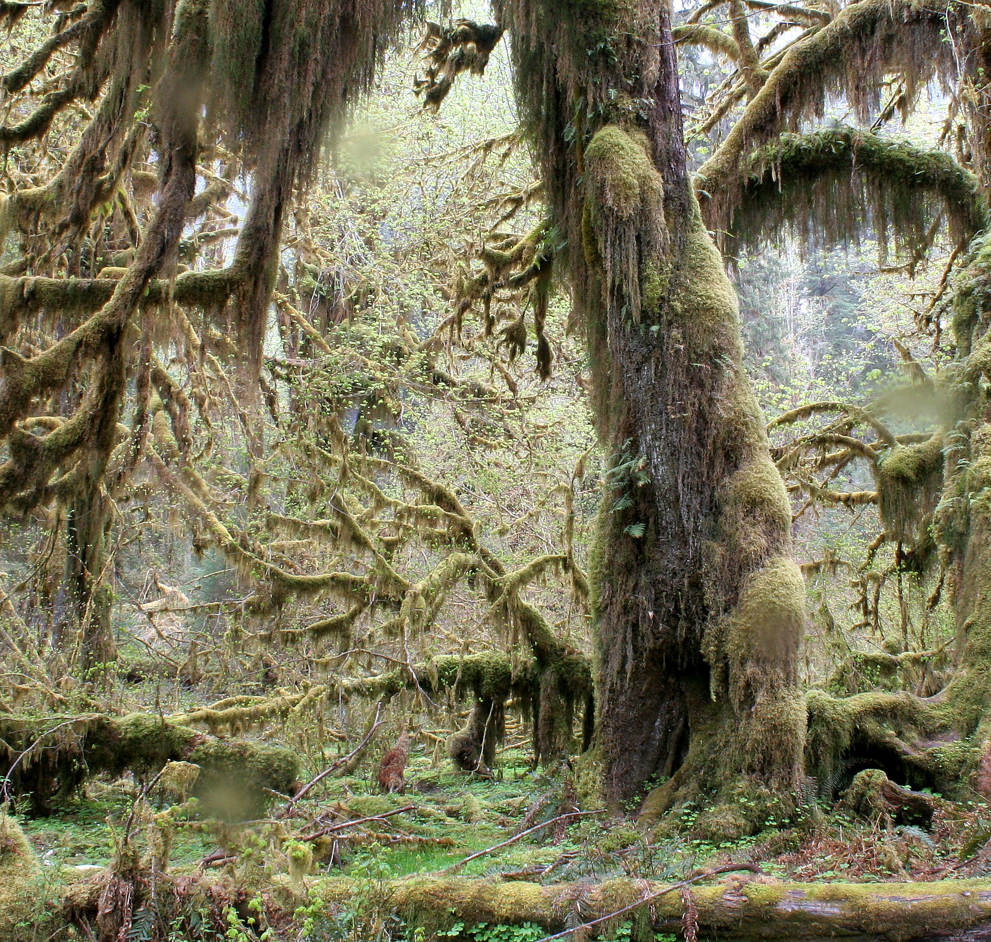 HOH RIVER VALLEY - HALL OF MOSSES (60).JPG