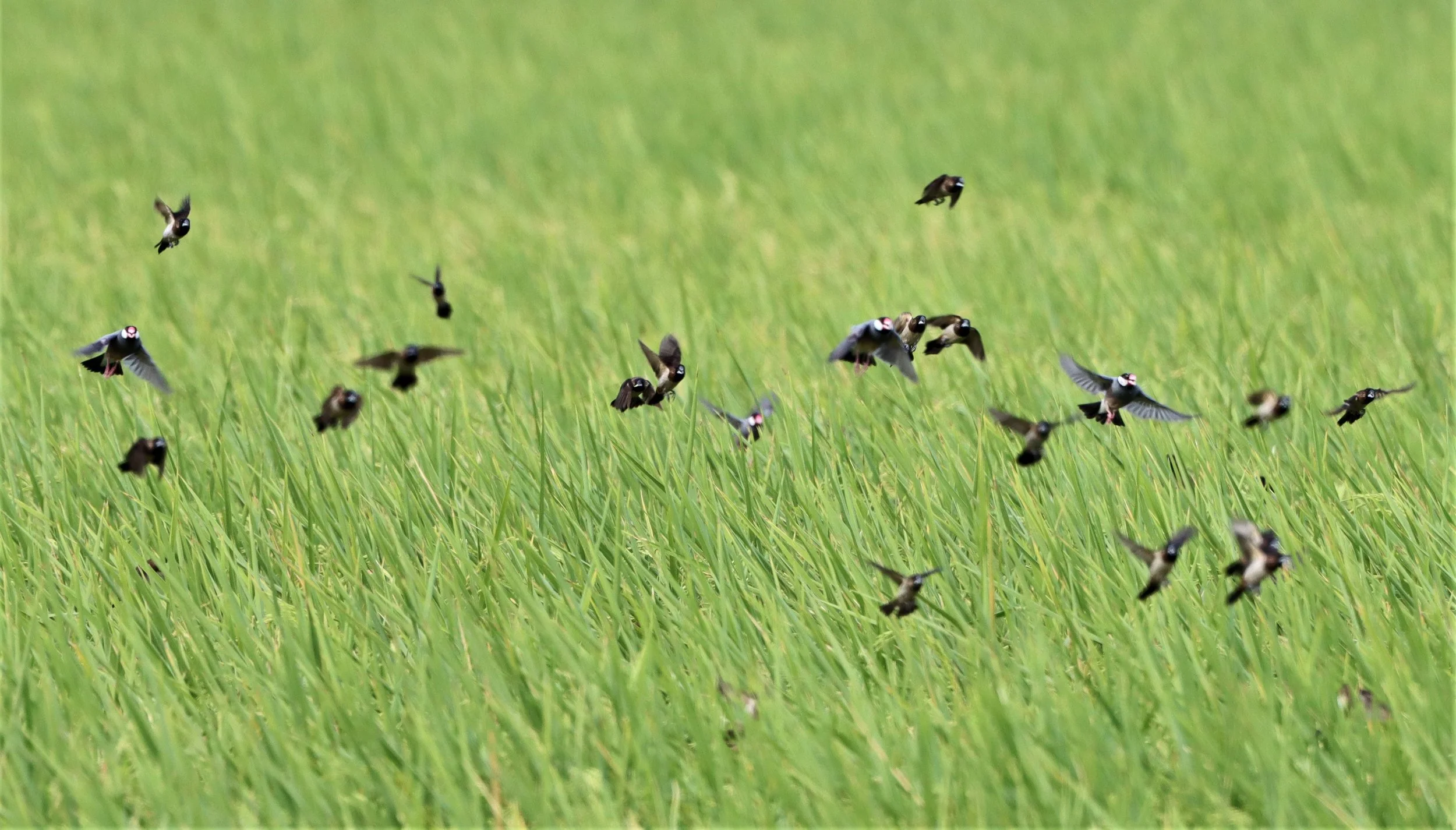 SPARROW - JAVA SPARROW - Lonchura oryzivora - WHITE-RUMPED MUNIA AND SCALY BREASTED MUNIA - PATHUM THANI RICE RESEARCH CENTER (3).jpg