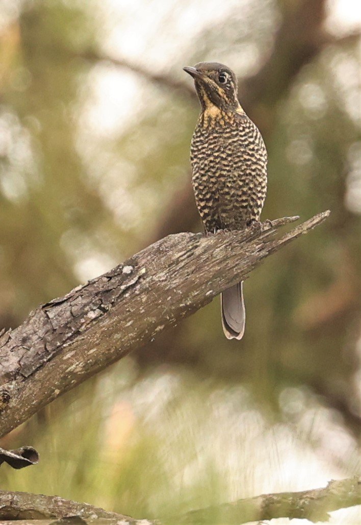 ROCK-THRUSH - CHESTNUT-BELLIED ROCK-THRUSH - Monticola rufiventris - KIEW LOM CAMPGROUND, DOI PHA HOM POK NATIONAL PARK CHIANG MAI (13).jpg