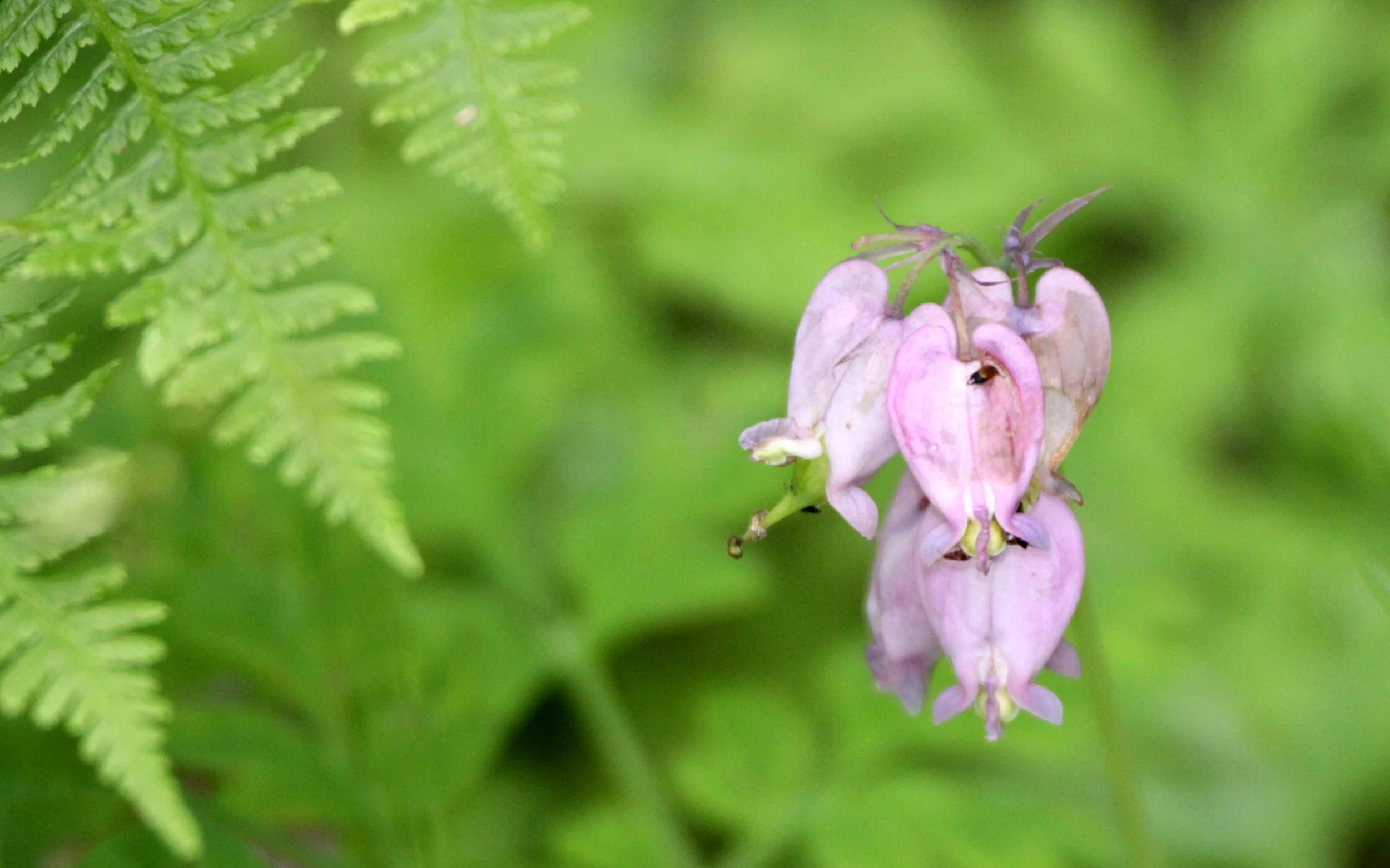 FUMERACEAE - PACIFIC BLEEDING HEART - THOMPSON SOUND BC (2).JPG