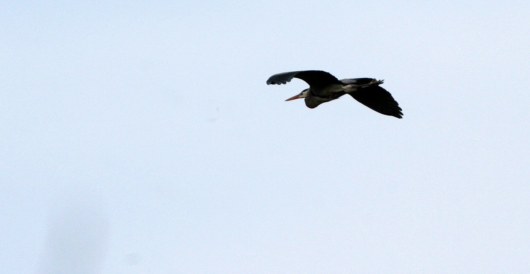HERON - GREAT BLUE HERON- Ardea herodias - LINCOLN MARSH WHEATON ILLINOIS (2).JPG