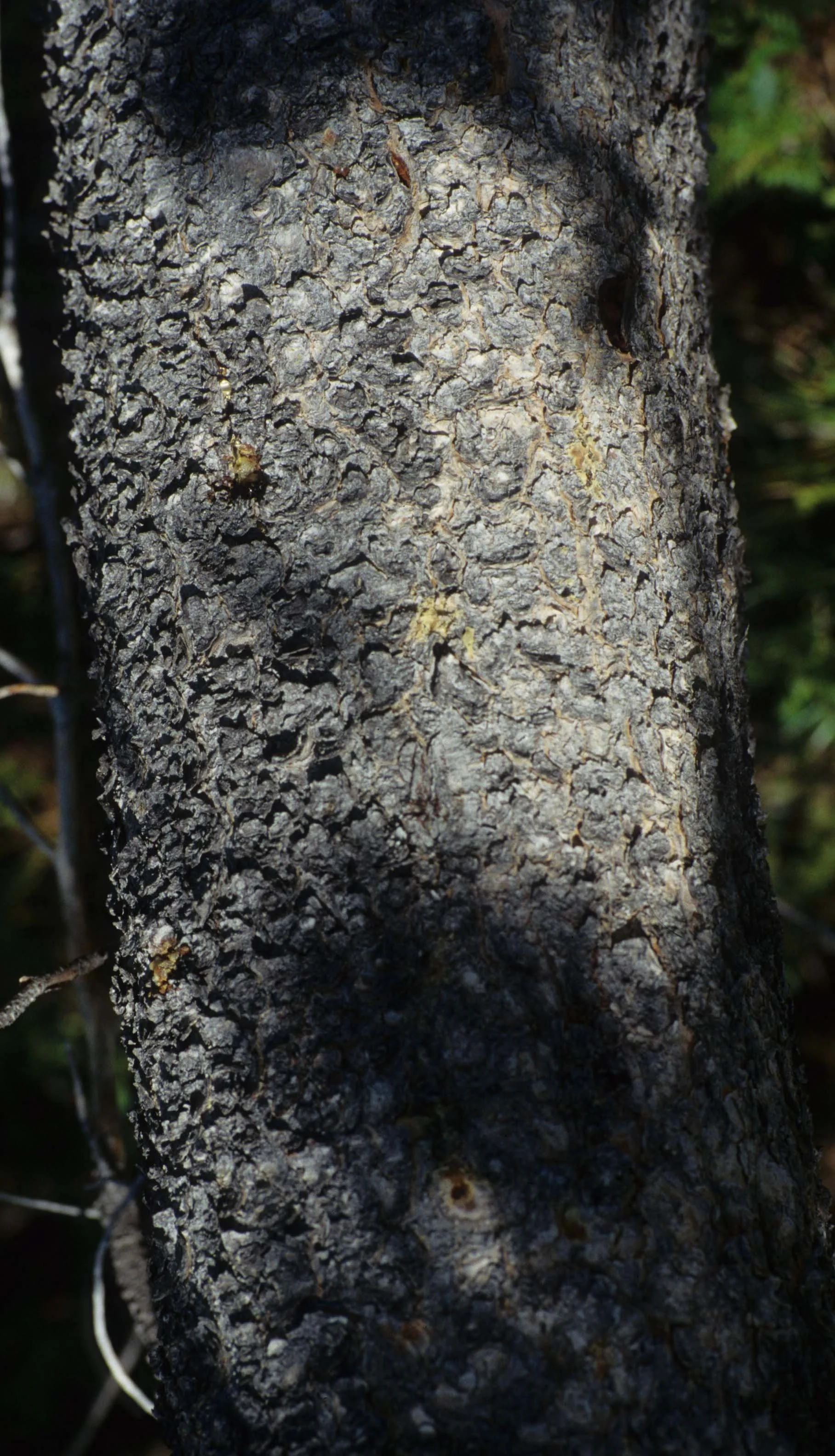 MONTANA - GLACIER - TREE SPECIES.jpg