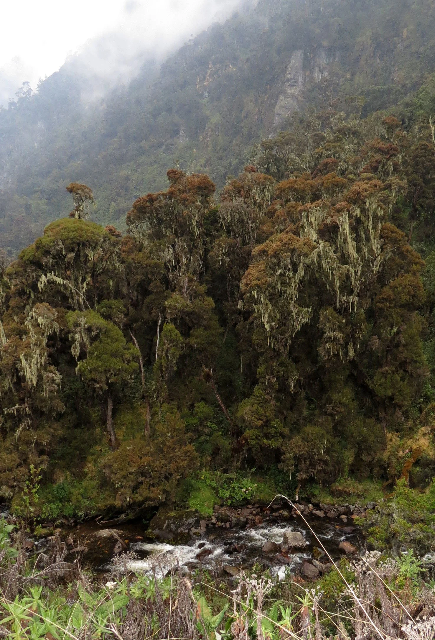 RWENZORI NATIONAL PARK UGANDA (164).JPG