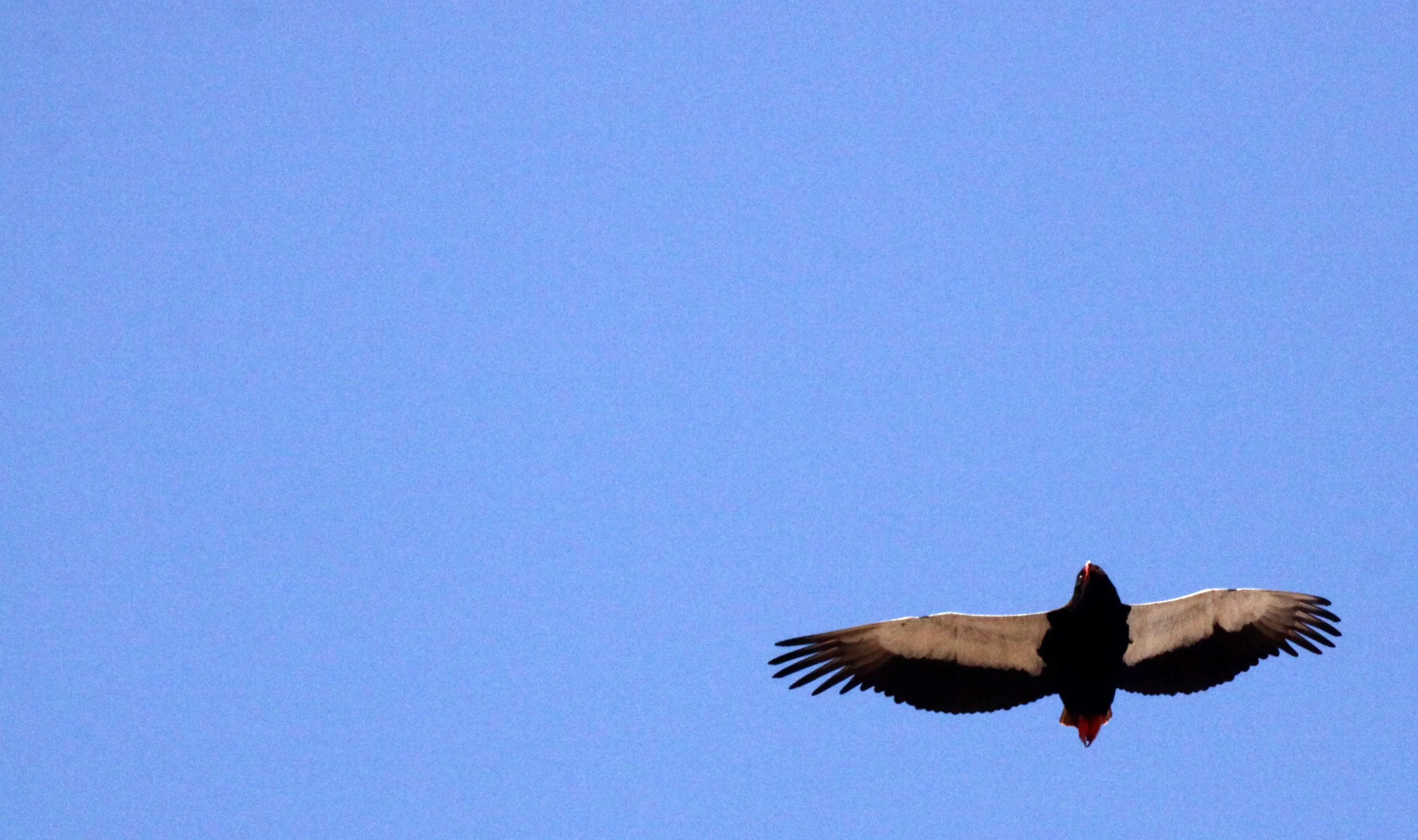 Terathopius ecaudatus - BATELEUR - TERATHOPIUS ECAUDATUS - KRUGER NATIONAL PARK SOUTH AFRICA (5).JPG