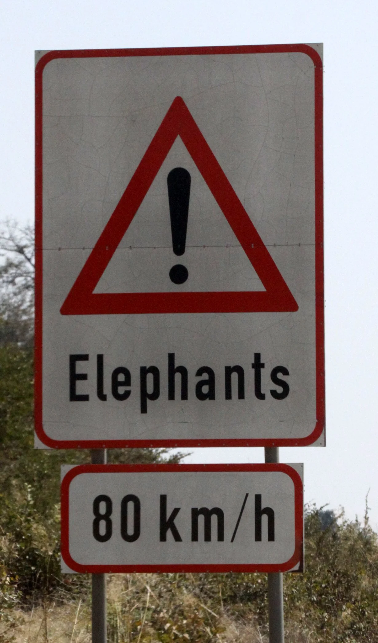 ELEPHANT - AFRICAN ELEPHANT - NAMIBIA - CAPRIVI STRIP (2).JPG