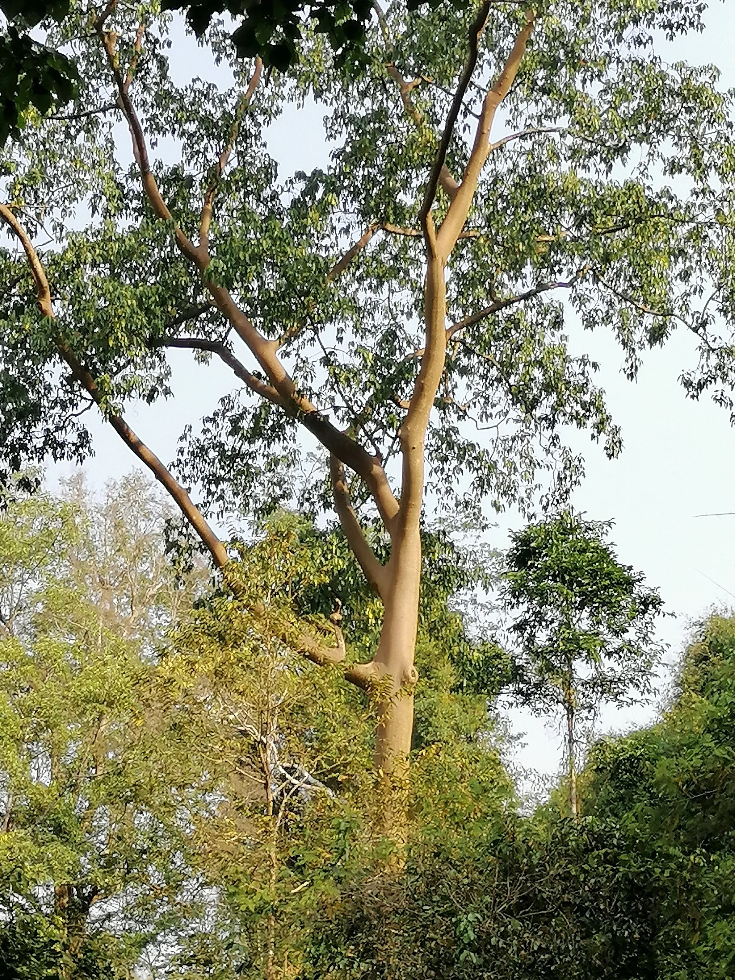 This tree is Ficus albipila, which is a rare species of fig tree found in parts of Southeast Asia.  It is known to grow in flood plains and forested areas.The tree can reach significant heights and has distinctive branching patterns. 