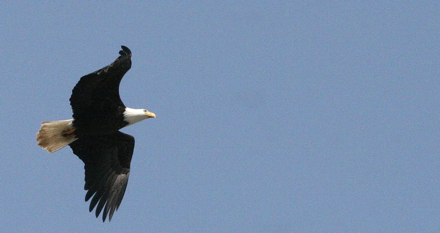 Haliaeetus leucocephalus - AMERICAN BALD EAGLE - ELWHA RIVER MOUTH WASHINGTON (61).JPG