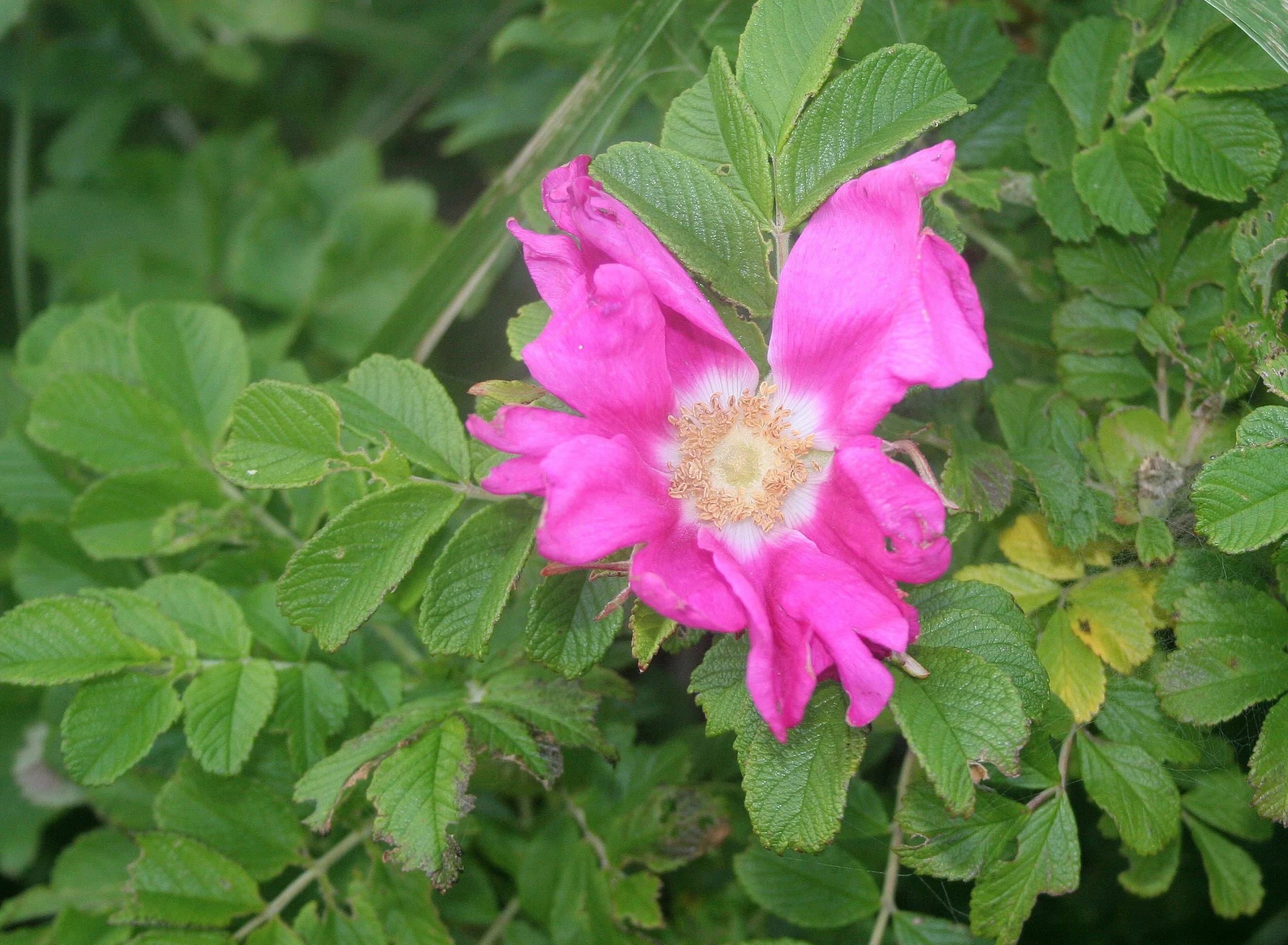 KURIL ISLANDS - FLORA  (120).jpg