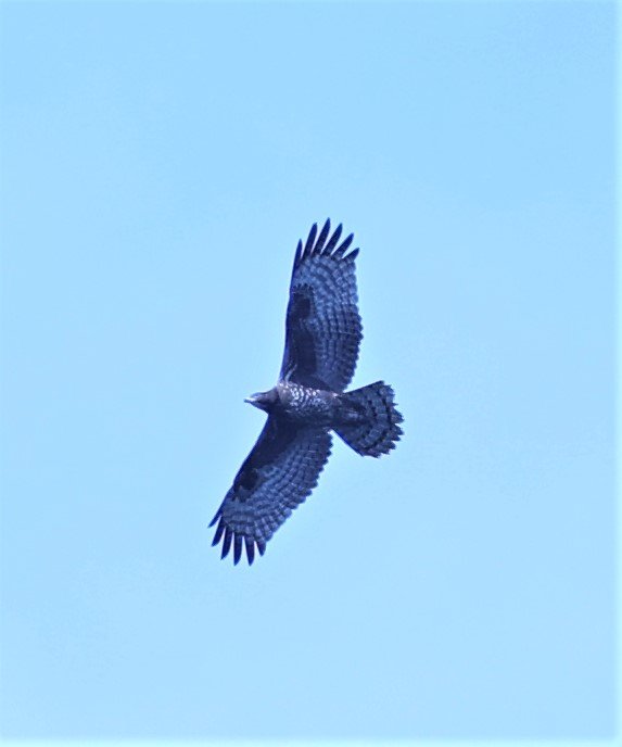 BUZZARD - ORIENTAL HONEY BUZZARD - Pernis ptilorhynchus - KAENG KRACHAN PHANOEN THUNG 26 NOV 2021 (5).jpg
