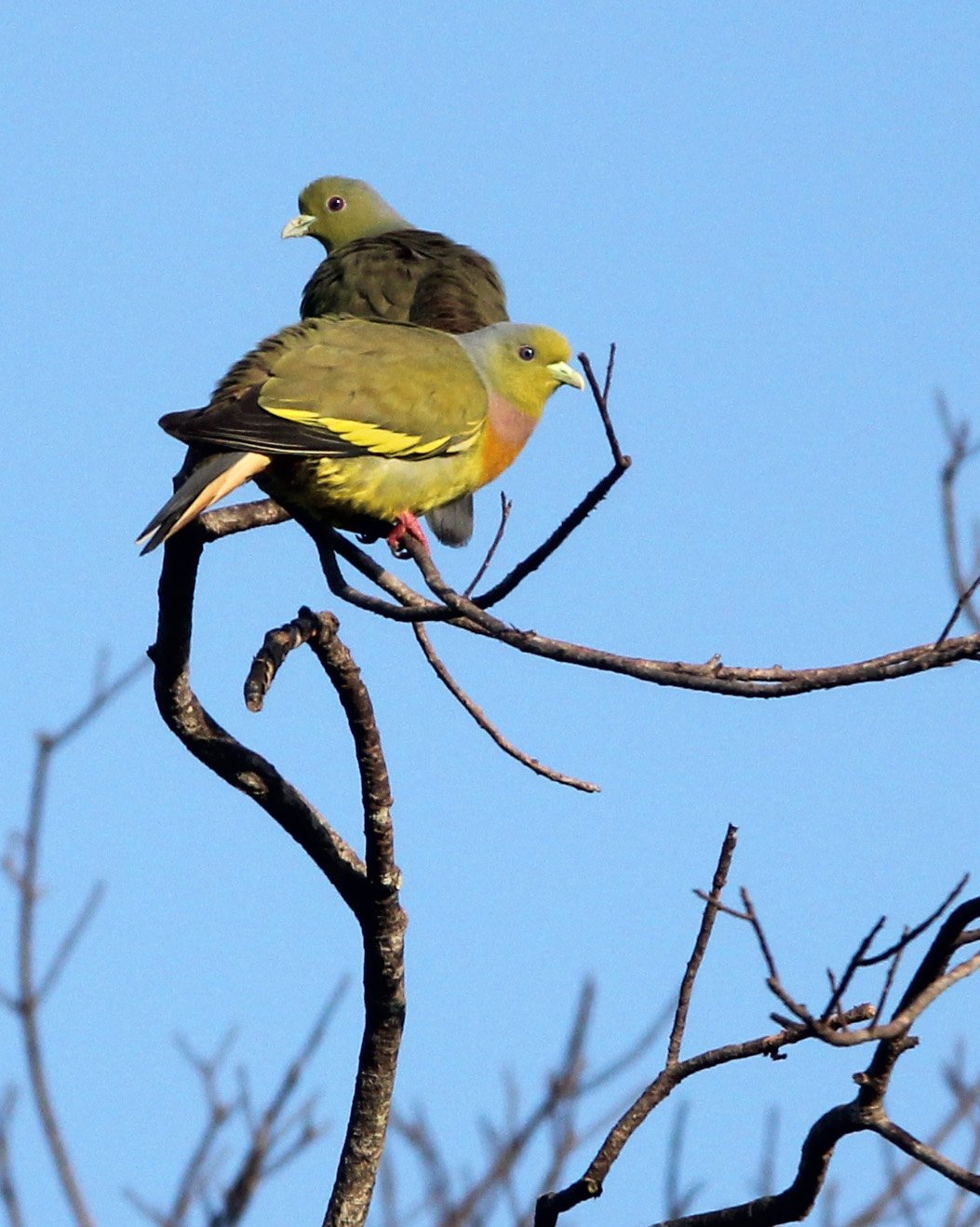 Orange-breasted Green-Pigeon (Treron bicinctus) Udawalawa NP Sri Lanka (5).JPG