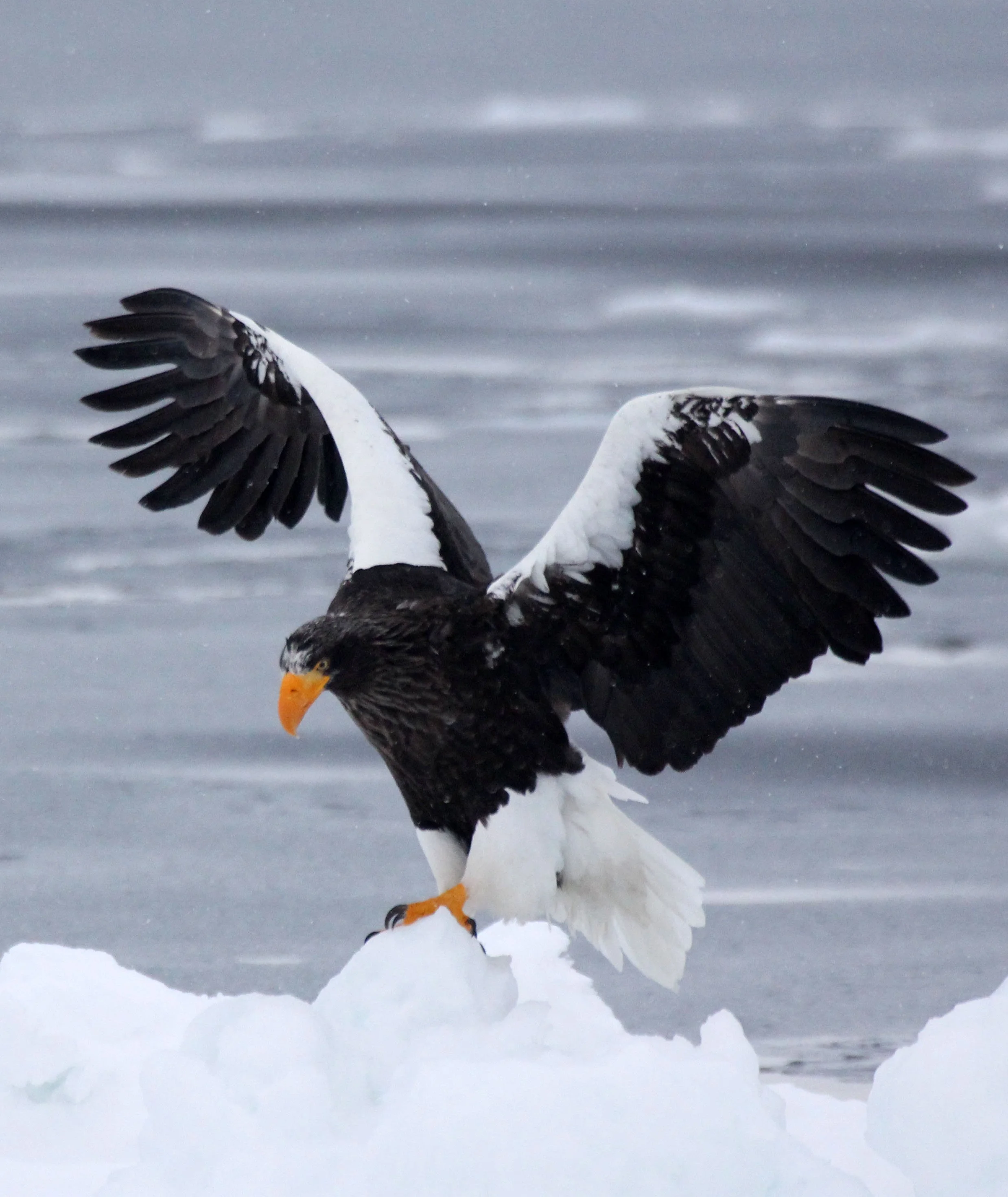 Haliaeetus pelagicus - STELLER'S SEA EAGLE - RAUSU, SHIRETOKO PENINSULA, HOKKAIDO JAPAN (46).JPG