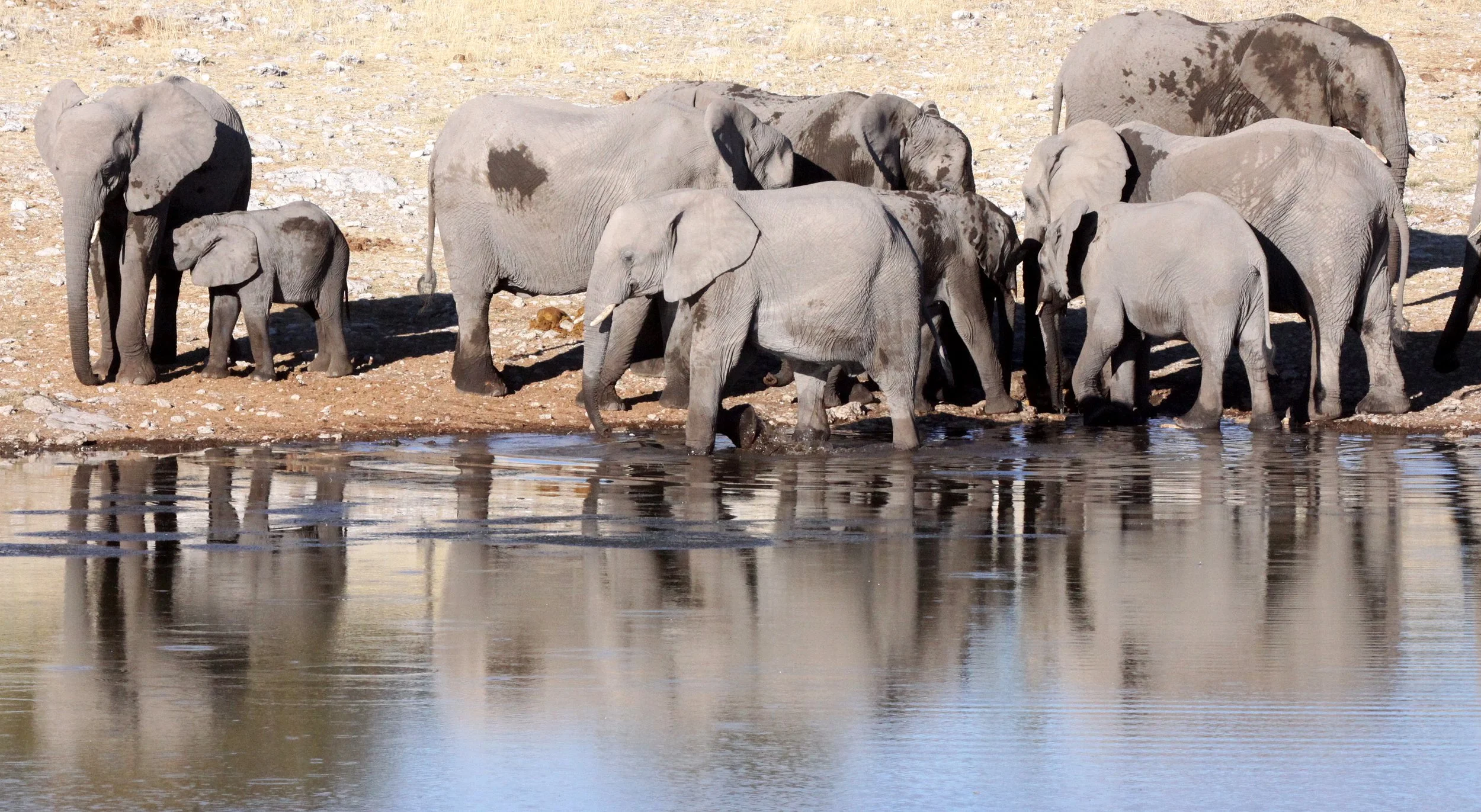 ELEPHANT - AFRICAN ELEPHANT - ETOSHA NATIONAL PARK NAMIBIA (18).JPG