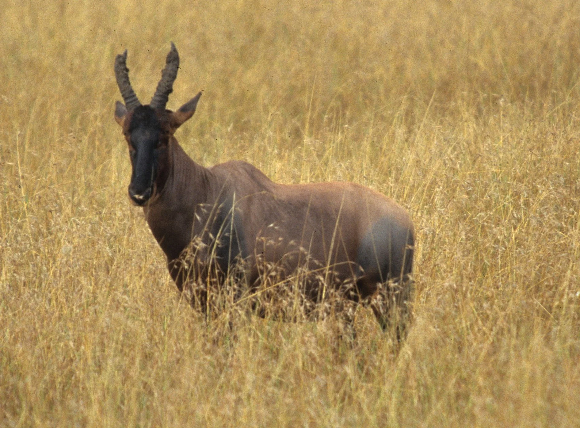 BOVID - TOPI - SERENGETI (4).jpg