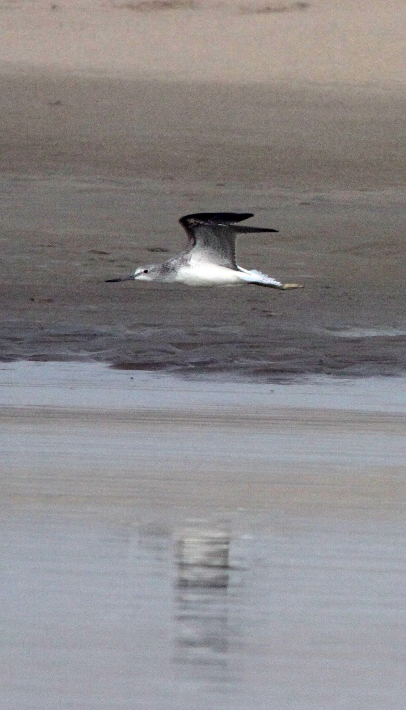 BIRD - GREENSHANK - COMMON GREENSHANK - TRINGA NEBULARIA - NANJI HILL RESERVE - POYANG LAKE JIANGXI PROVINCE CHINA (11).JPG