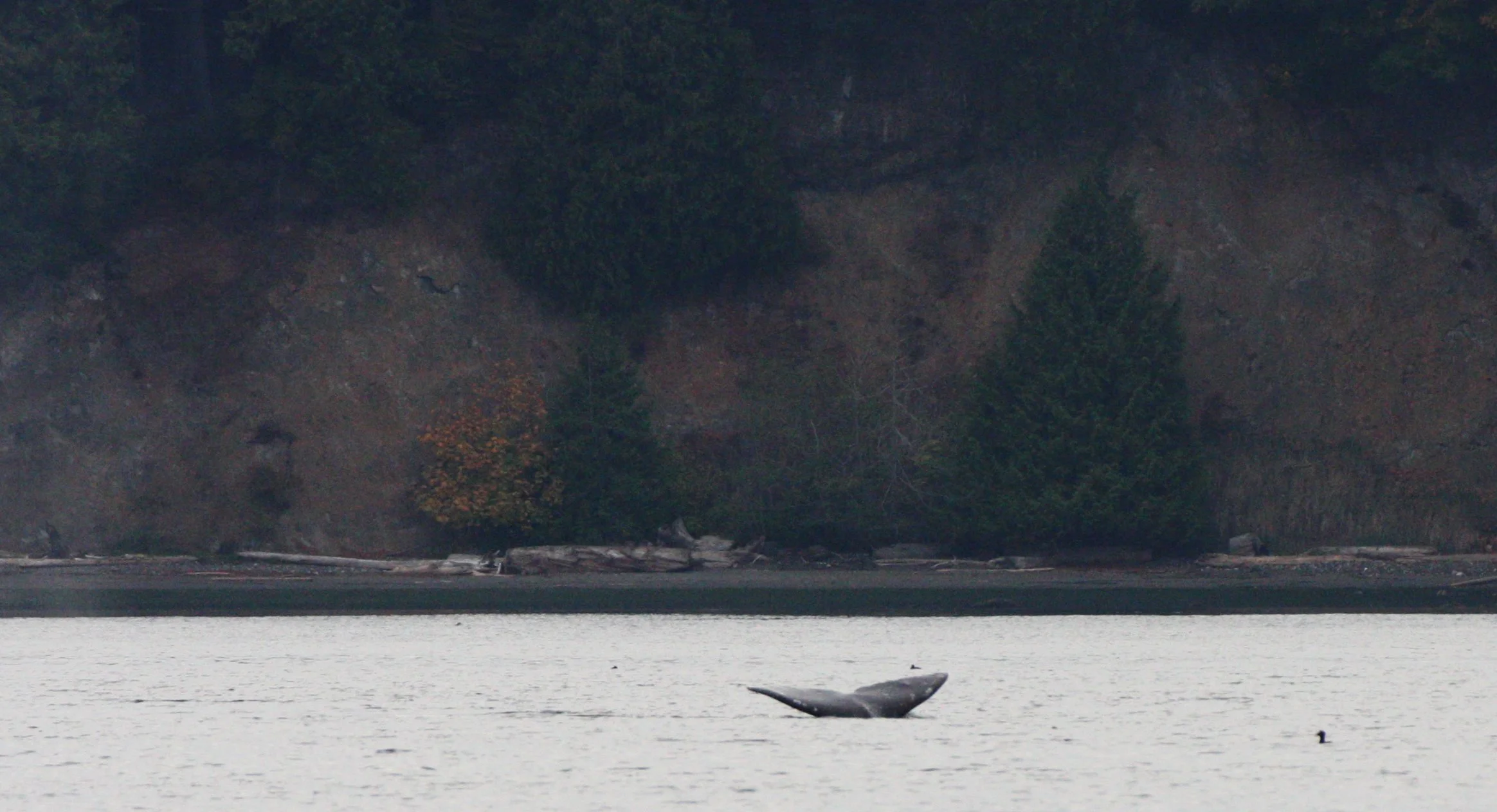 CETACEAN - GRAY WHALE - SALT CREEK WA (12).JPG