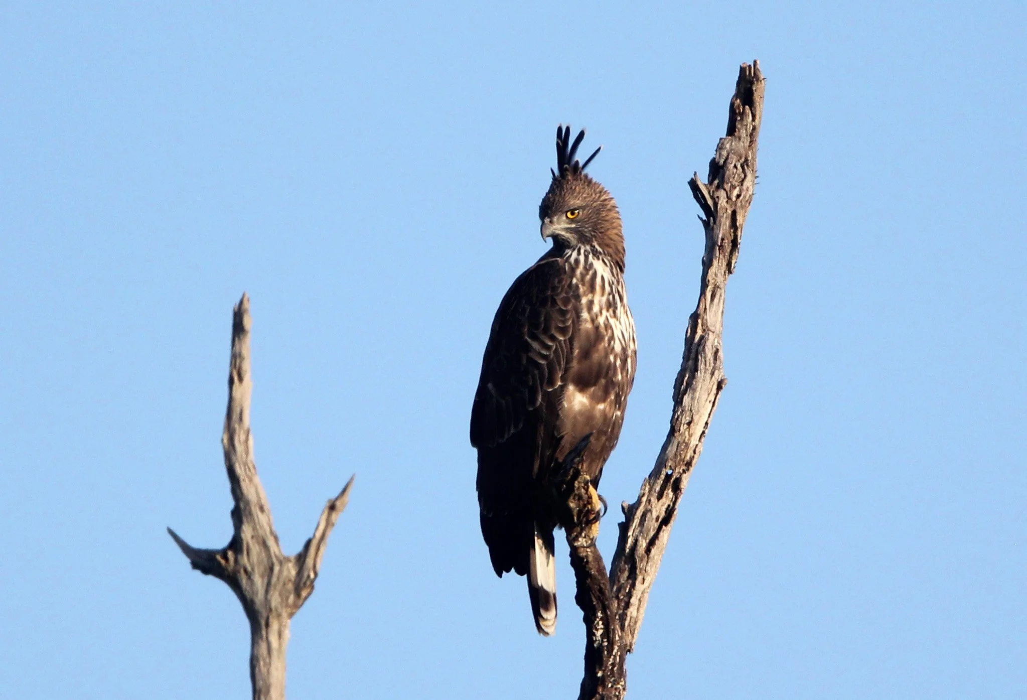 Nisaetus cirrhatus ceylanensis - SRI LANKAN CHANGEABLE HAWK EAGLE - UDAWALAWA NATIONAL PARK SRI LANKA (33).JPG